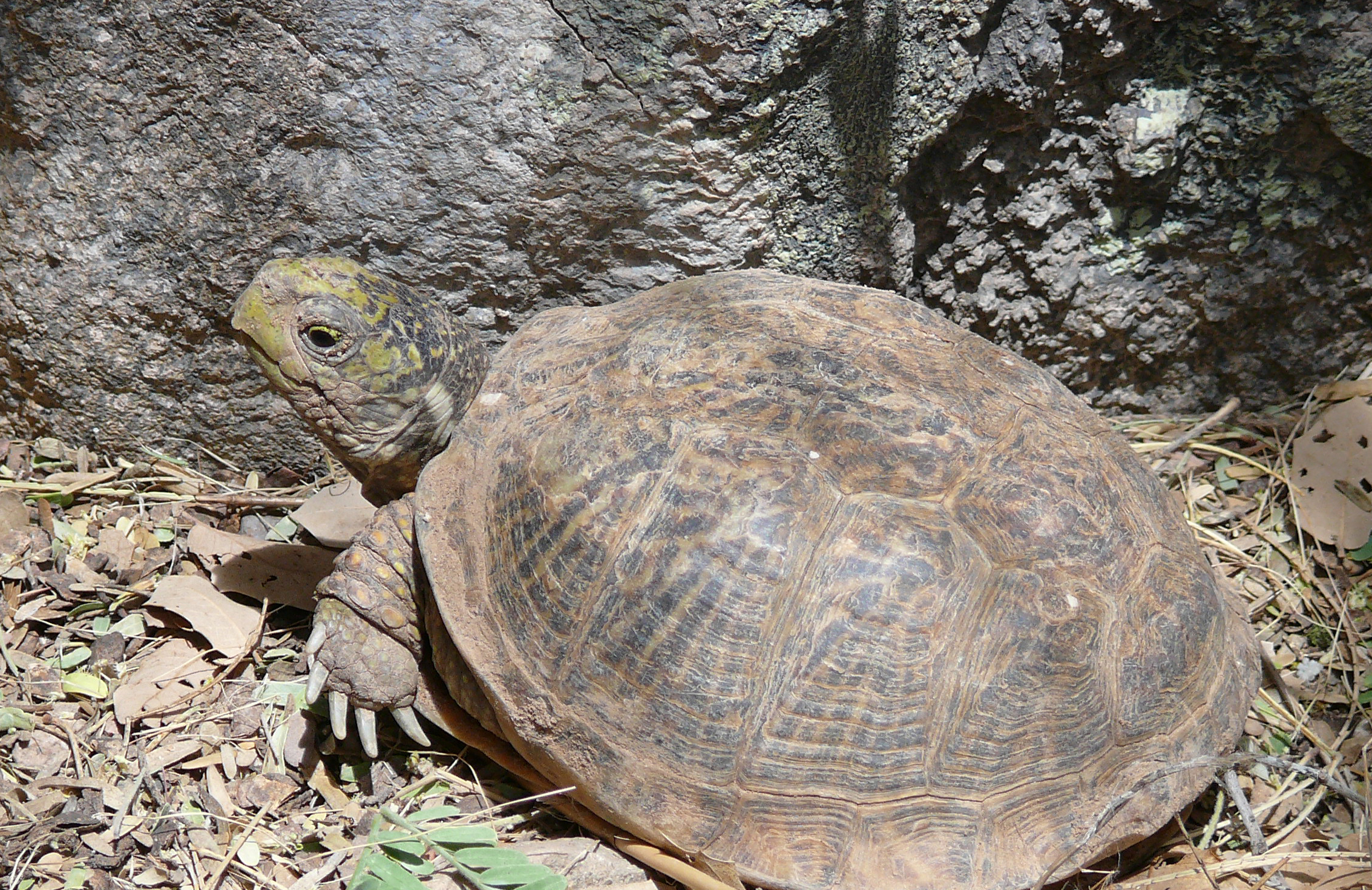 Desert-box-turtle