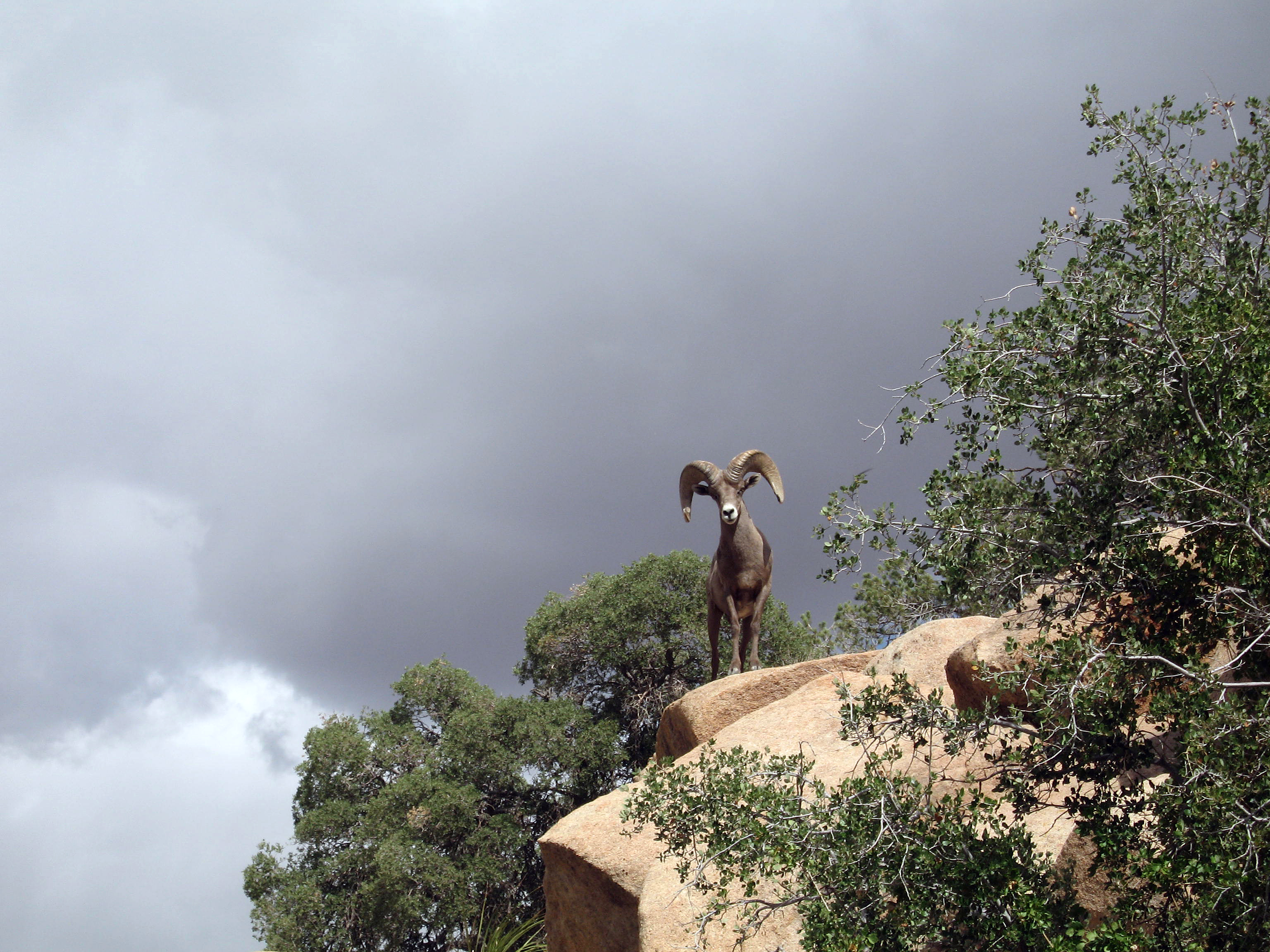 Desert bighorn sheep (Ovis canadensis nelsoni) ram; Desert Queen Ranch
