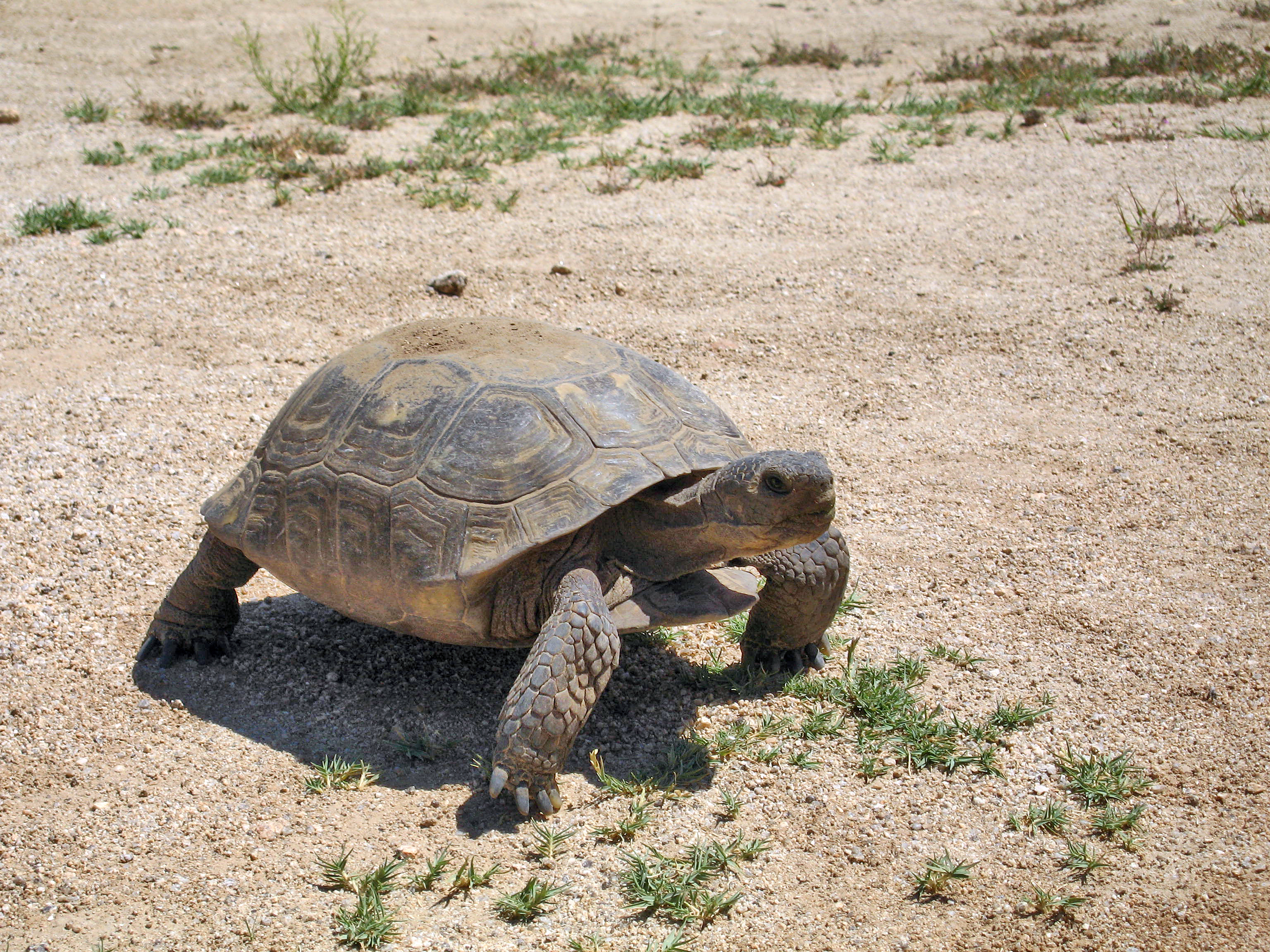 Desert tortoise (Gopherus agassizii)