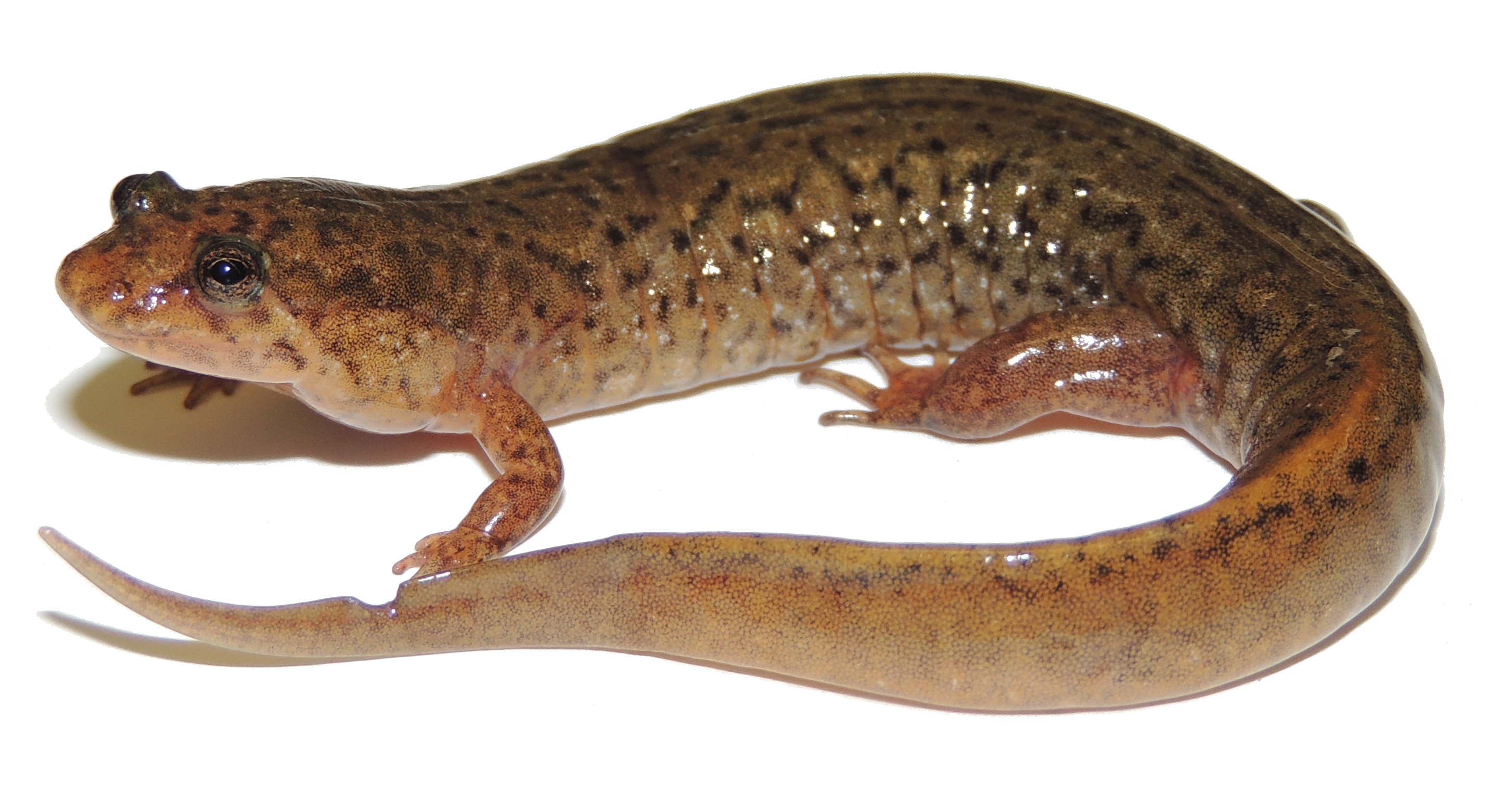 Desmognathus fuscus (Northern dusky salamander)