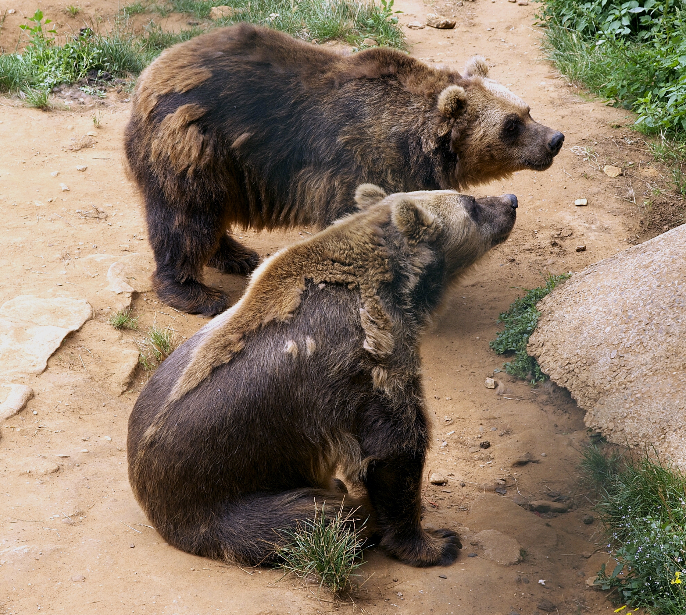 Deux ours Regourdou