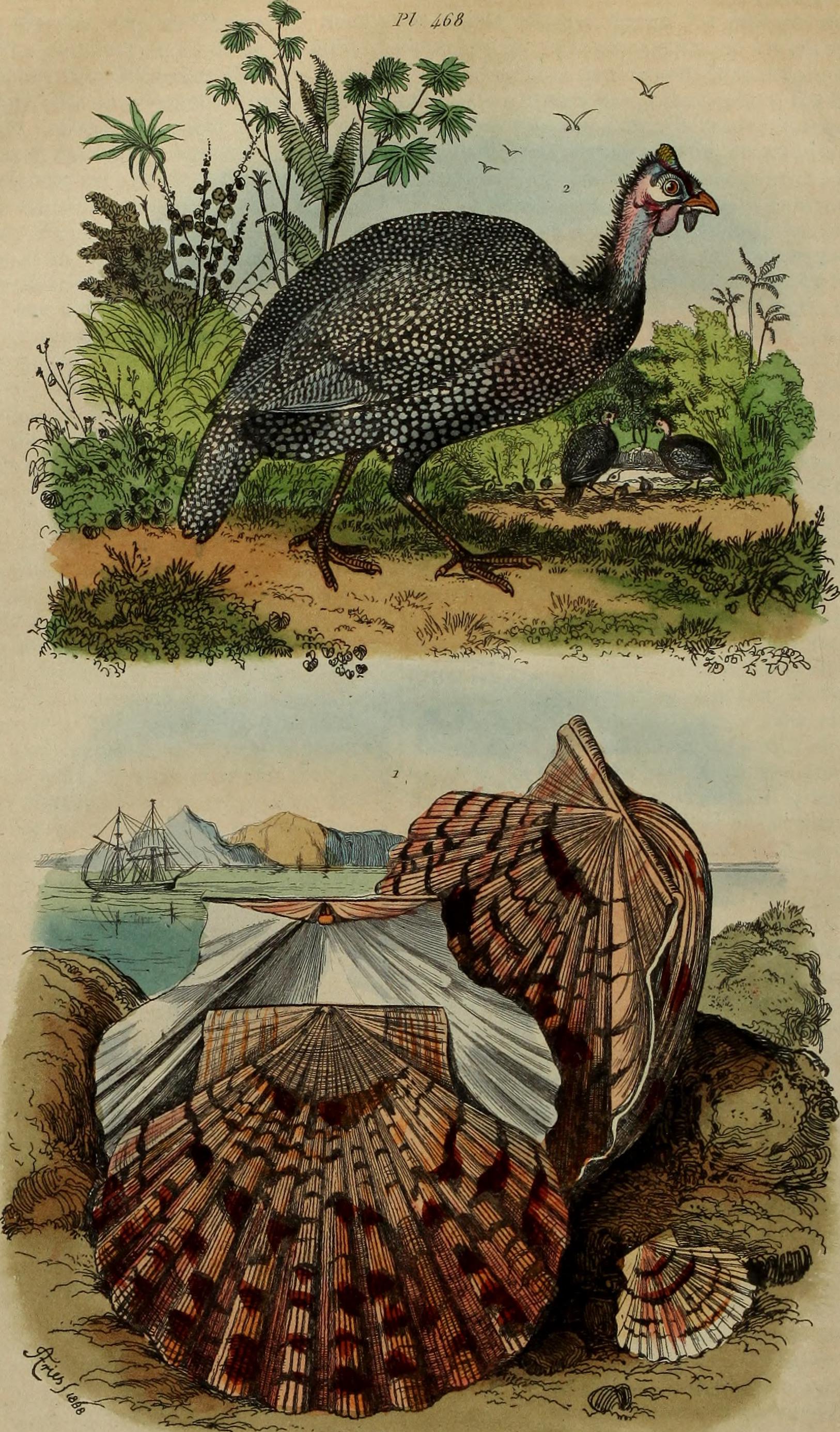 Dictionnaire pittoresque d'histoire naturelle et des phénomènes de la nature (1838) (14758141426)