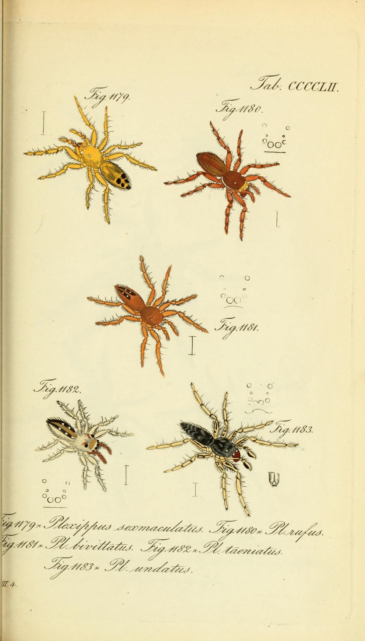 Die Arachniden (Plate CCCCLII) (8568360257)