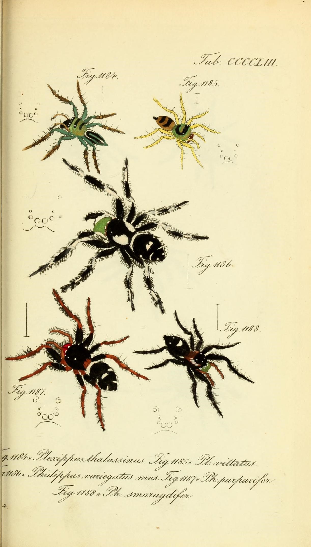 Die Arachniden (Plate CCCCLIII) (8568360659)