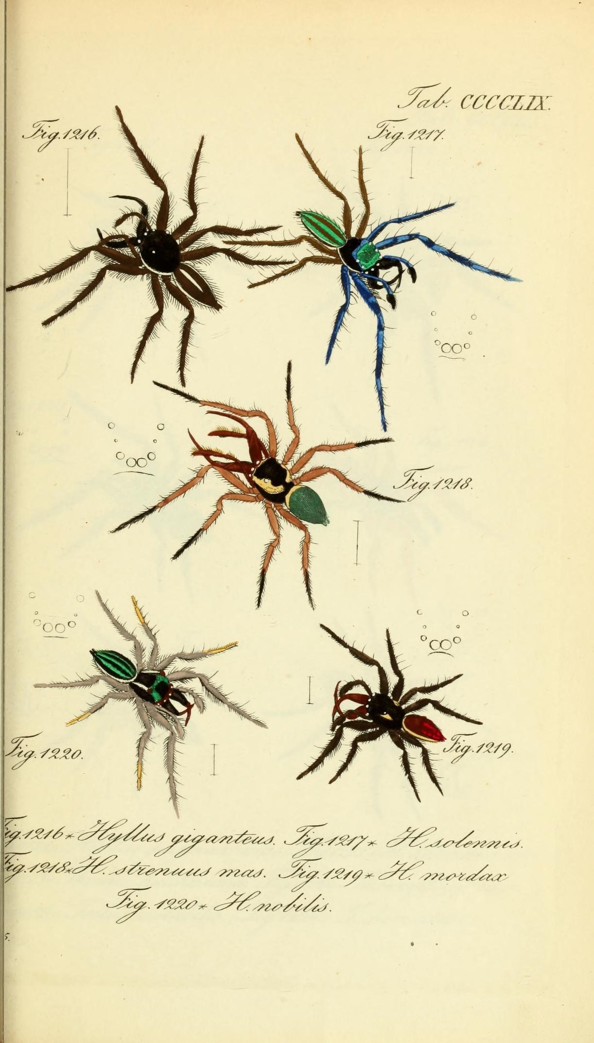 Die Arachniden (Plate CCCCLIX) (8569461224)