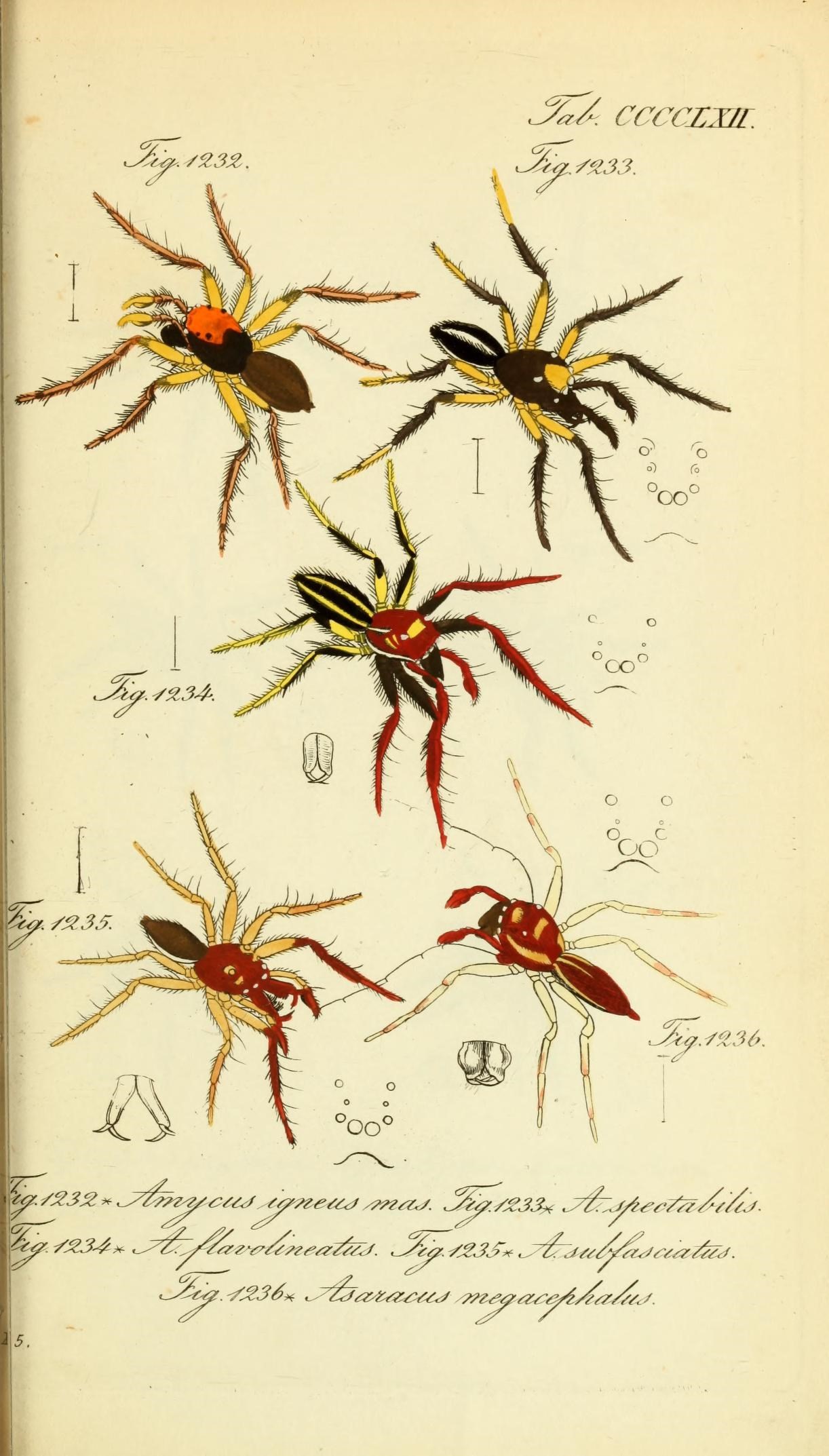 Die Arachniden (Plate CCCCLXII) (8568364649)