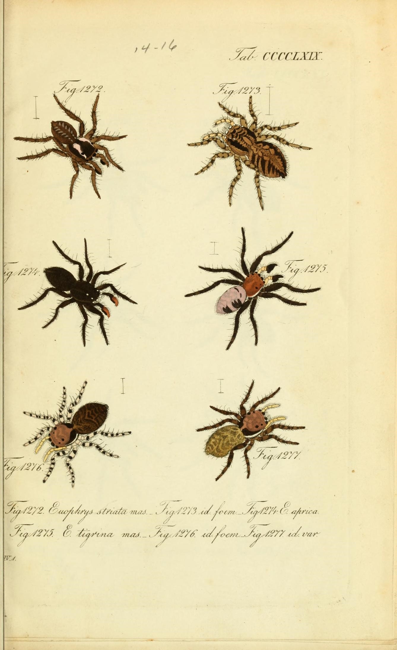 Die Arachniden (Plate CCCCLXIX) (8575490036)