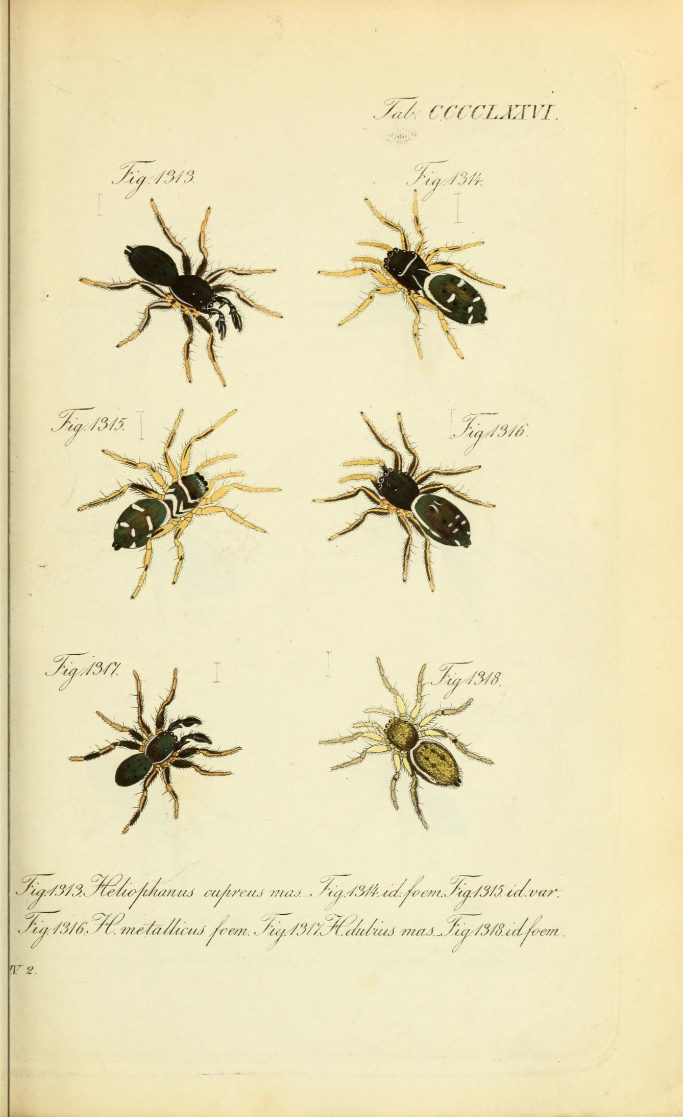 Die Arachniden (Plate CCCCLXXVI) (8575493250)