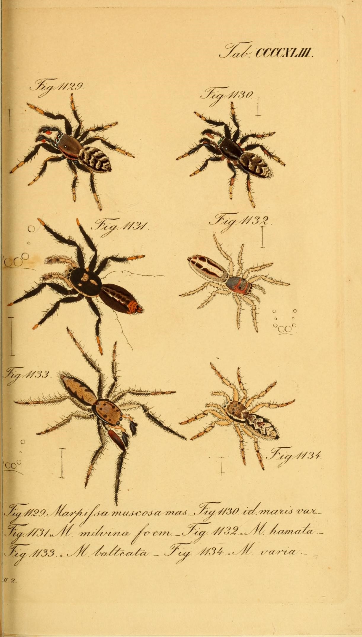 Die Arachniden (Plate CCCCXLIII) (8568355957)
