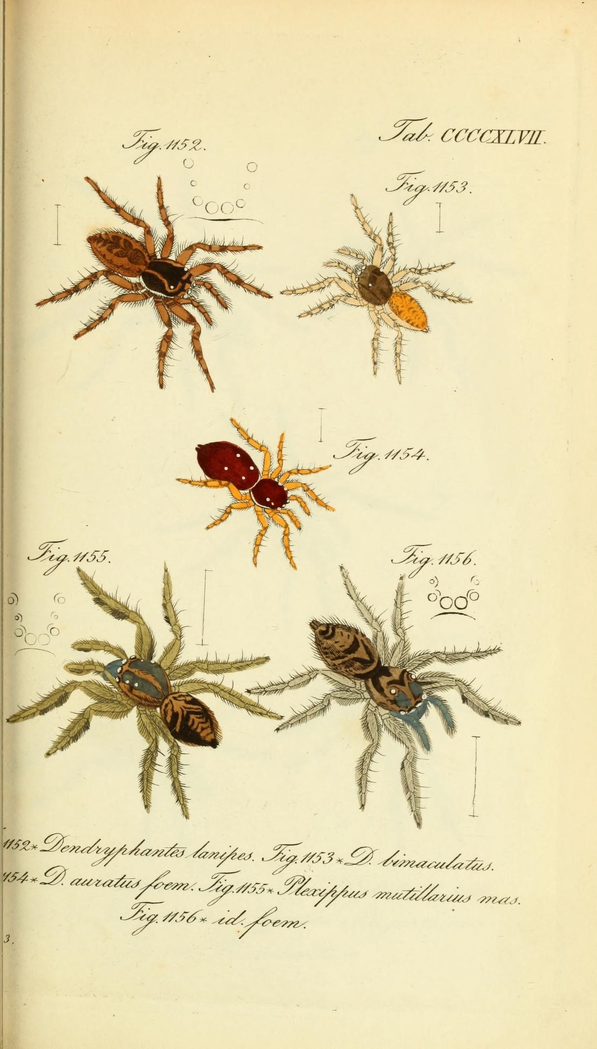 Die Arachniden (Plate CCCCXLVII) (8568357855)