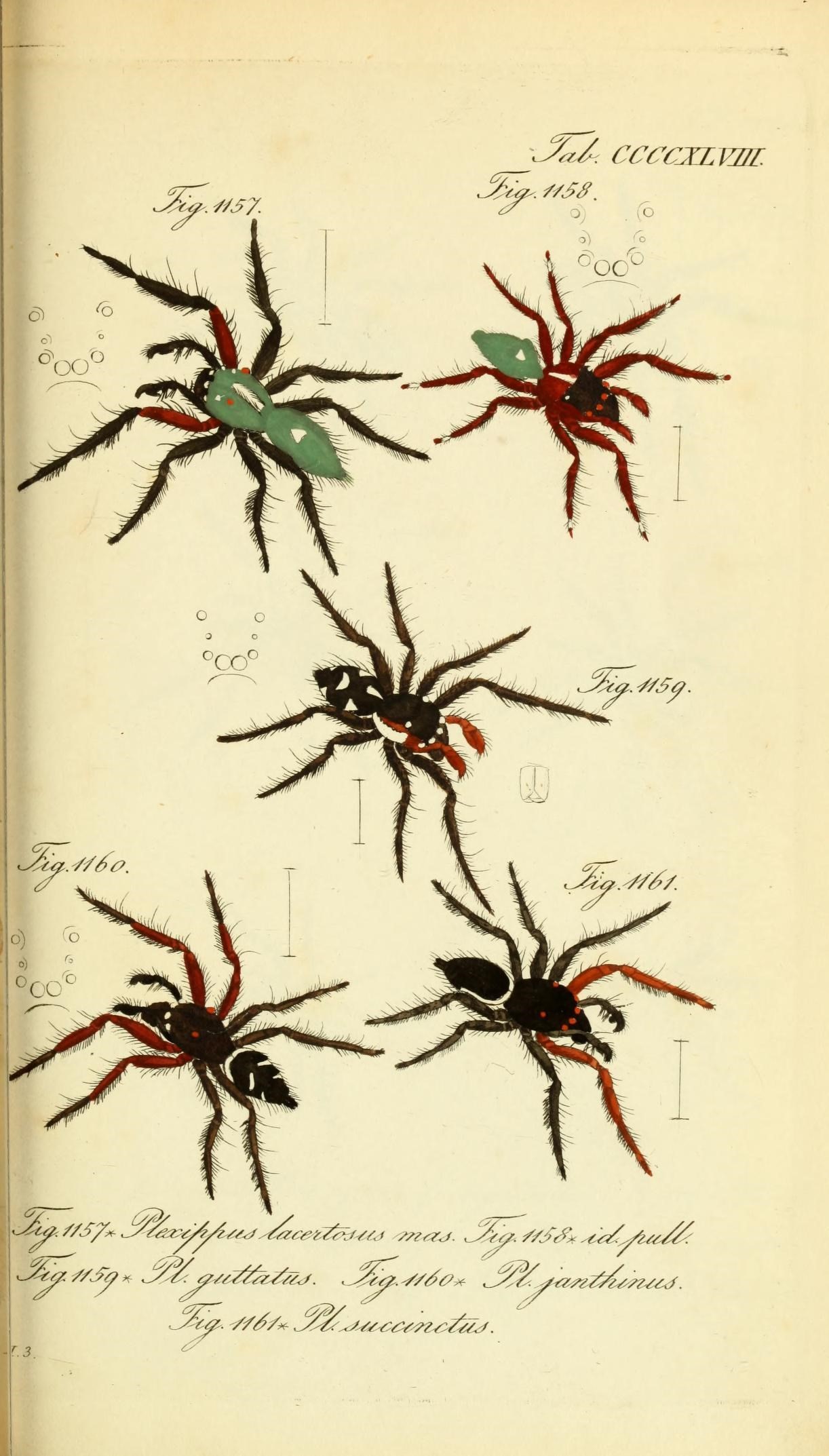 Die Arachniden (Plate CCCCXLVIII) (8569456380)