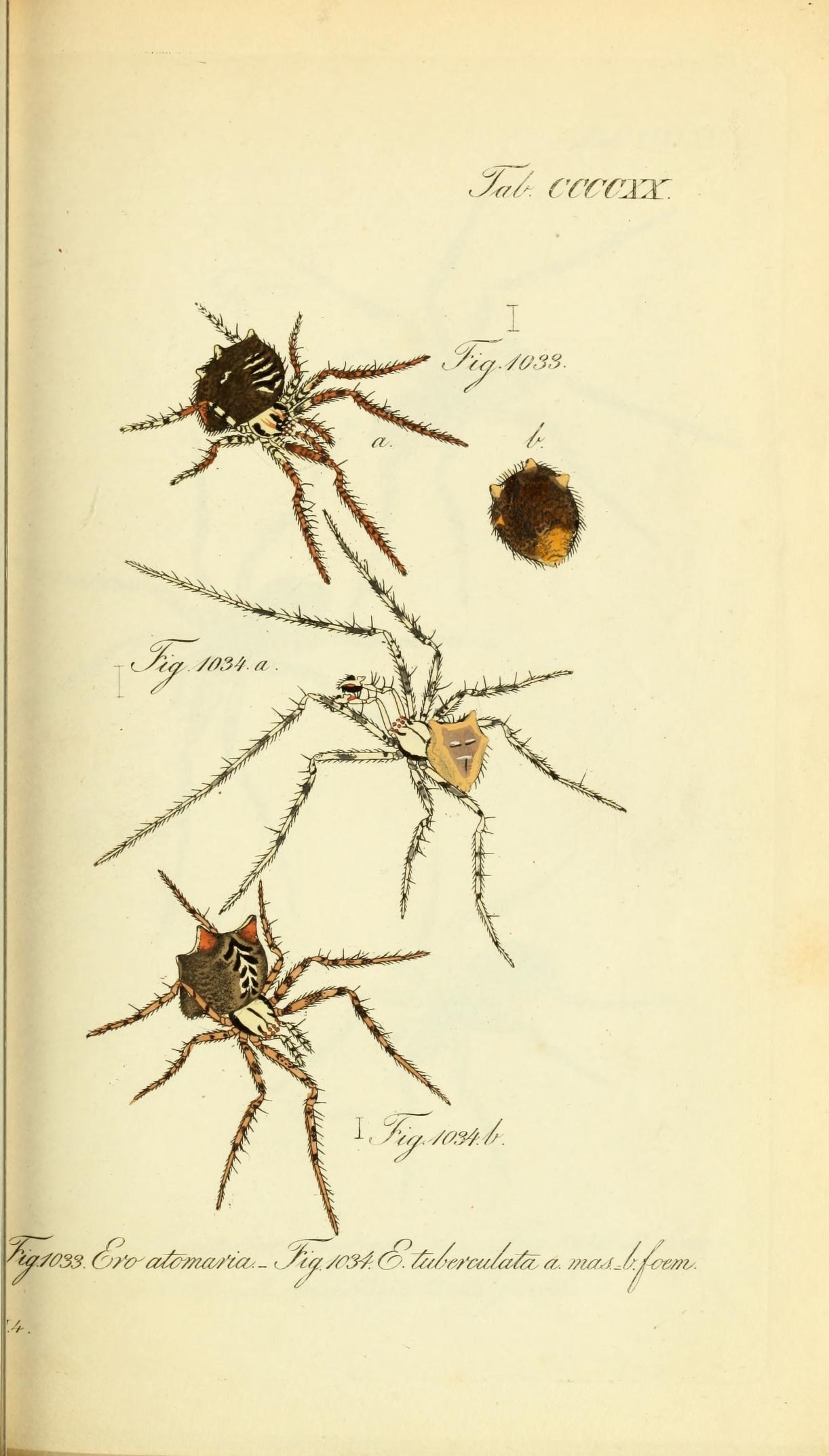 Die Arachniden (Plate CCCCXX) (8568344665)