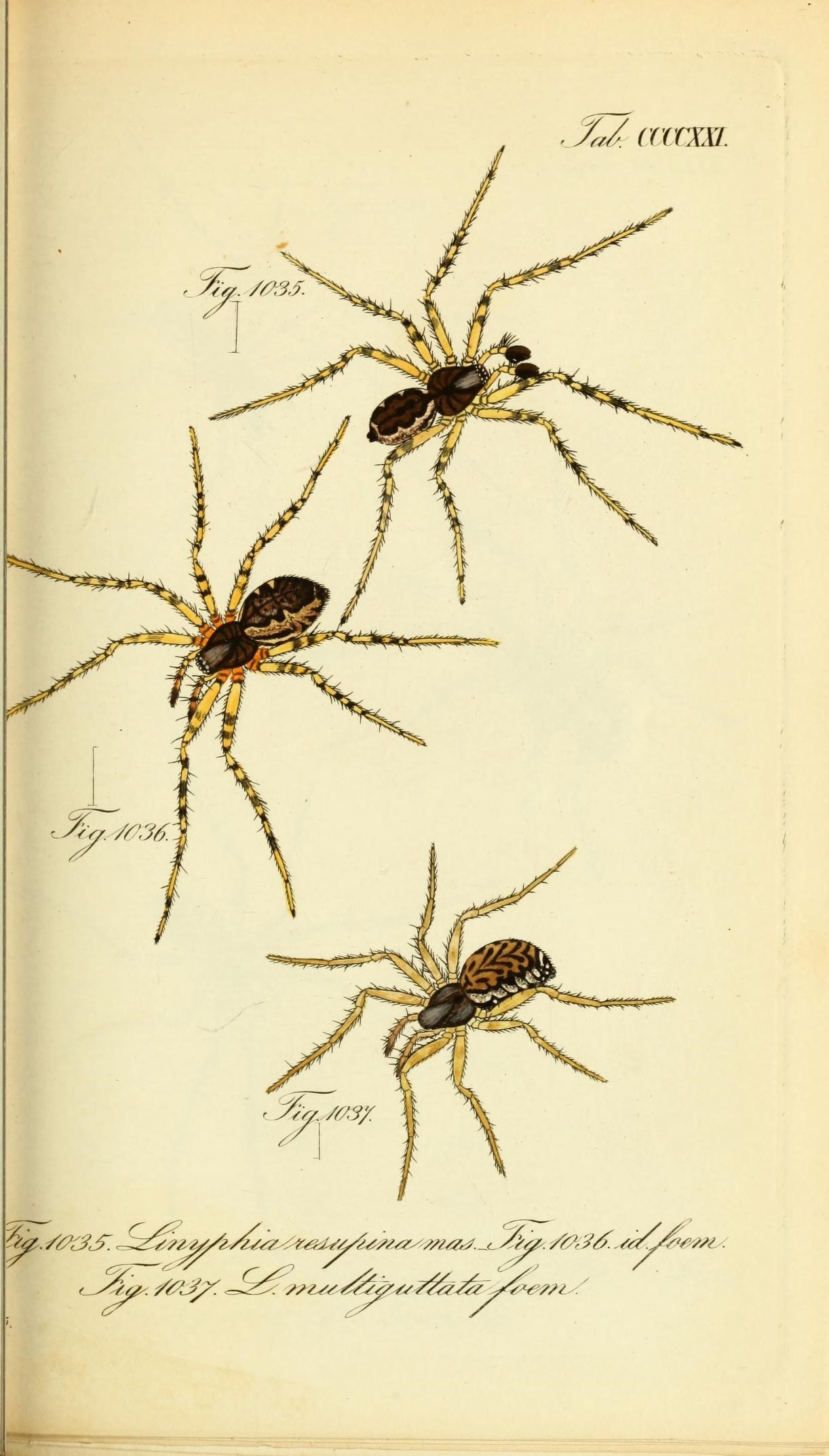 Die Arachniden (Plate CCCCXXI) (8569443190)