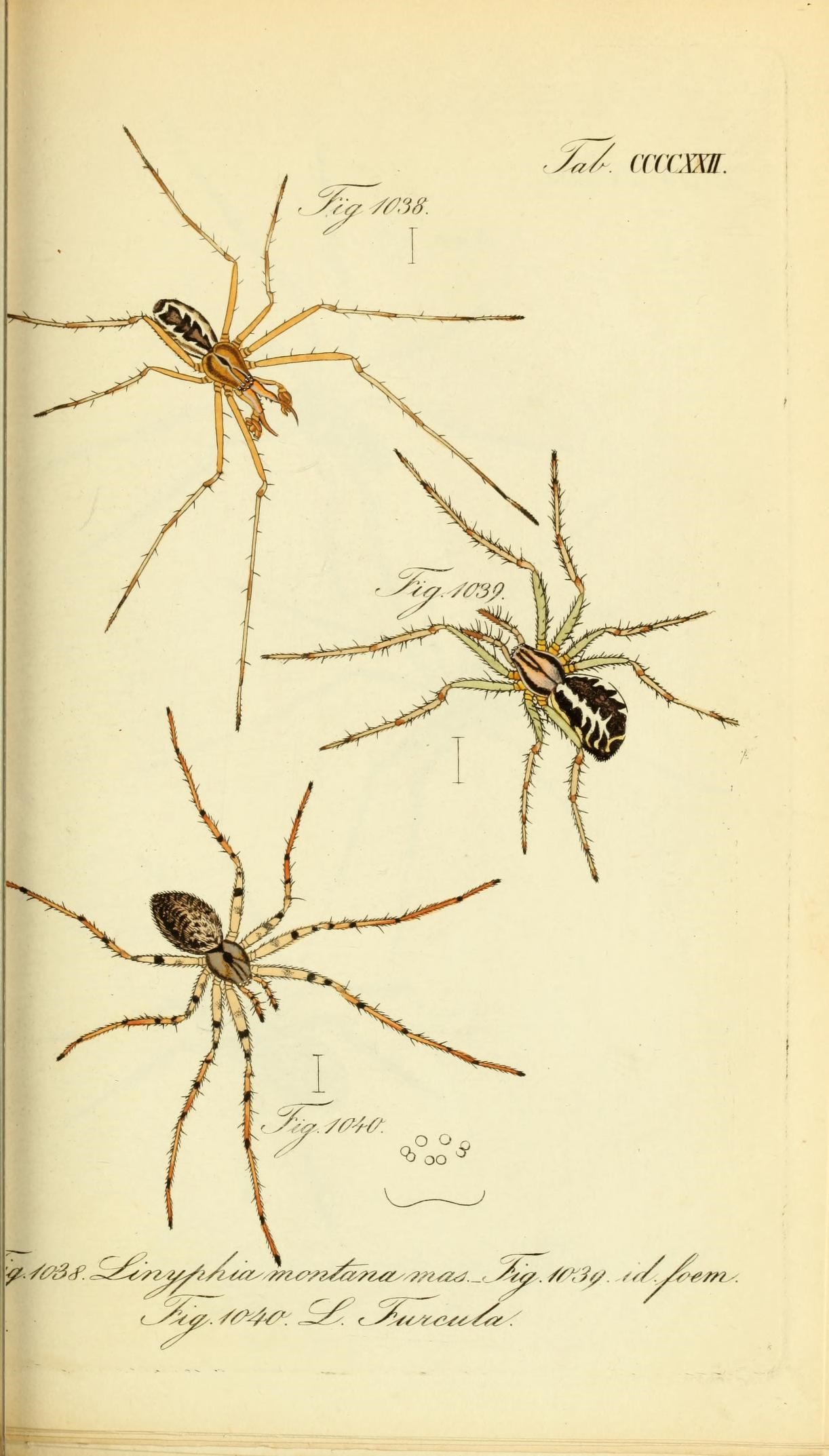Die Arachniden (Plate CCCCXXII) (8568346043)
