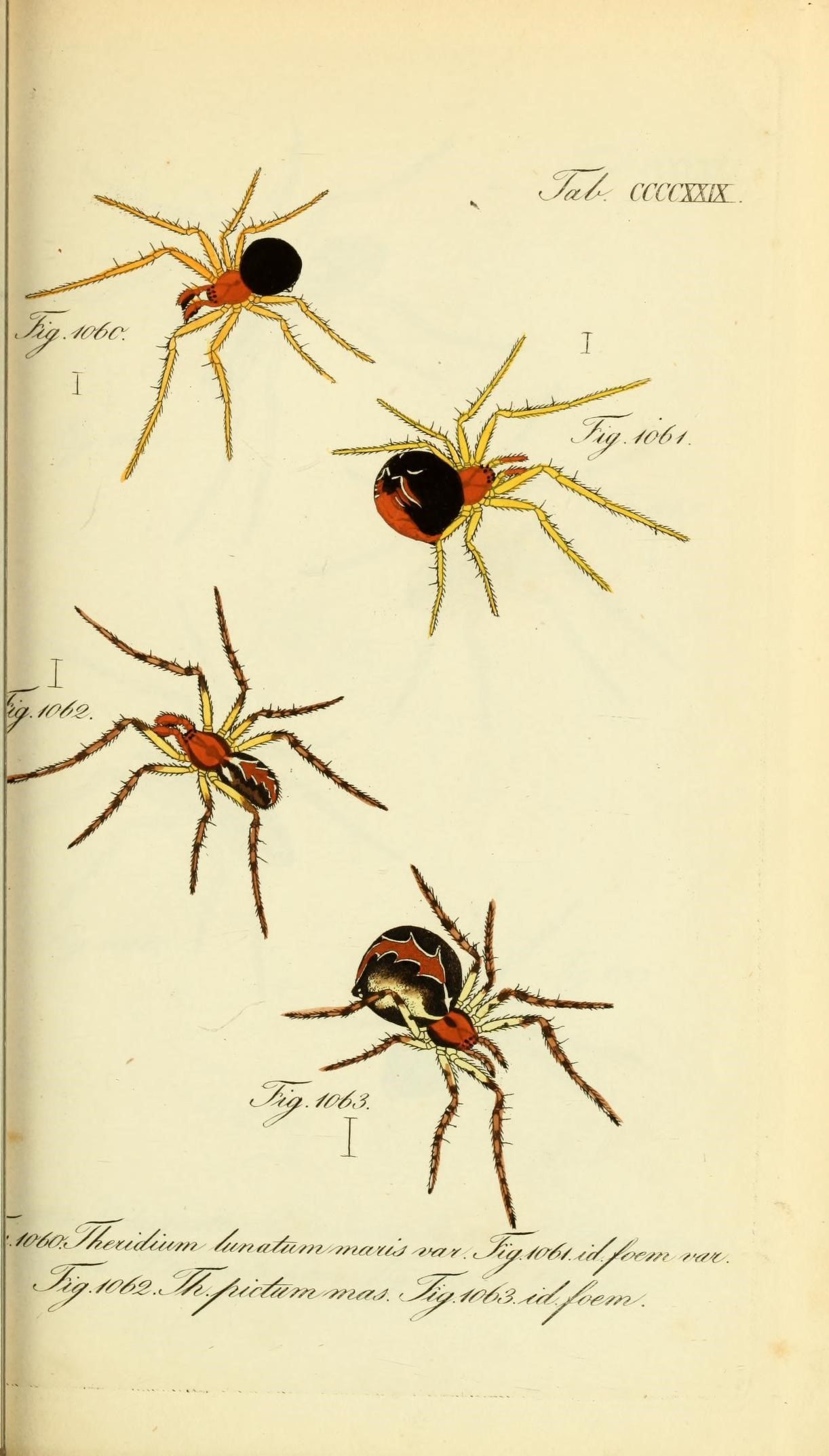 Die Arachniden (Plate CCCCXXIX) (8569447234)
