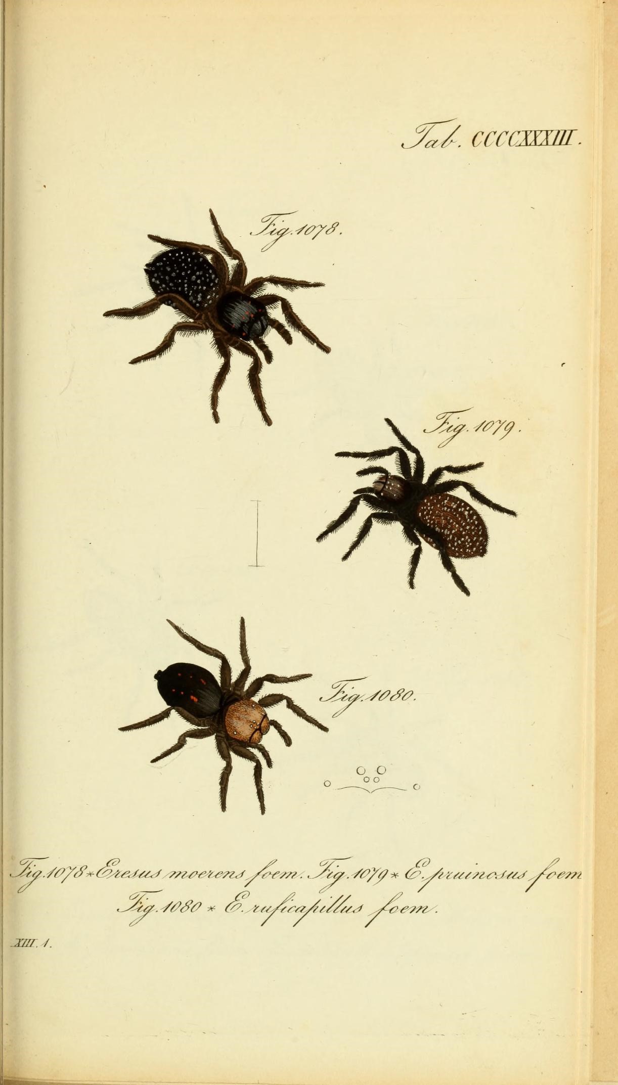 Die Arachniden (Plate CCCCXXXIII) (8569448884)