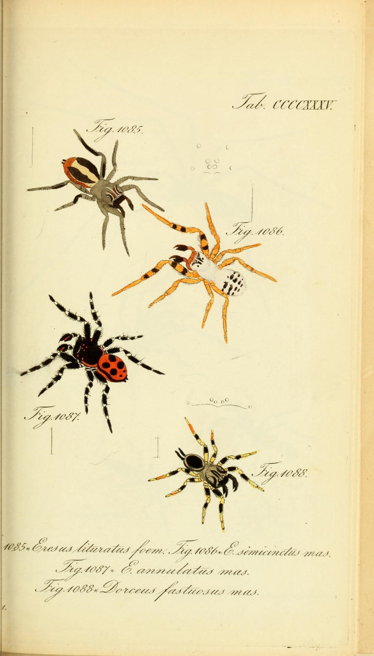 Die Arachniden (Plate CCCCXXXV) (8569449748)