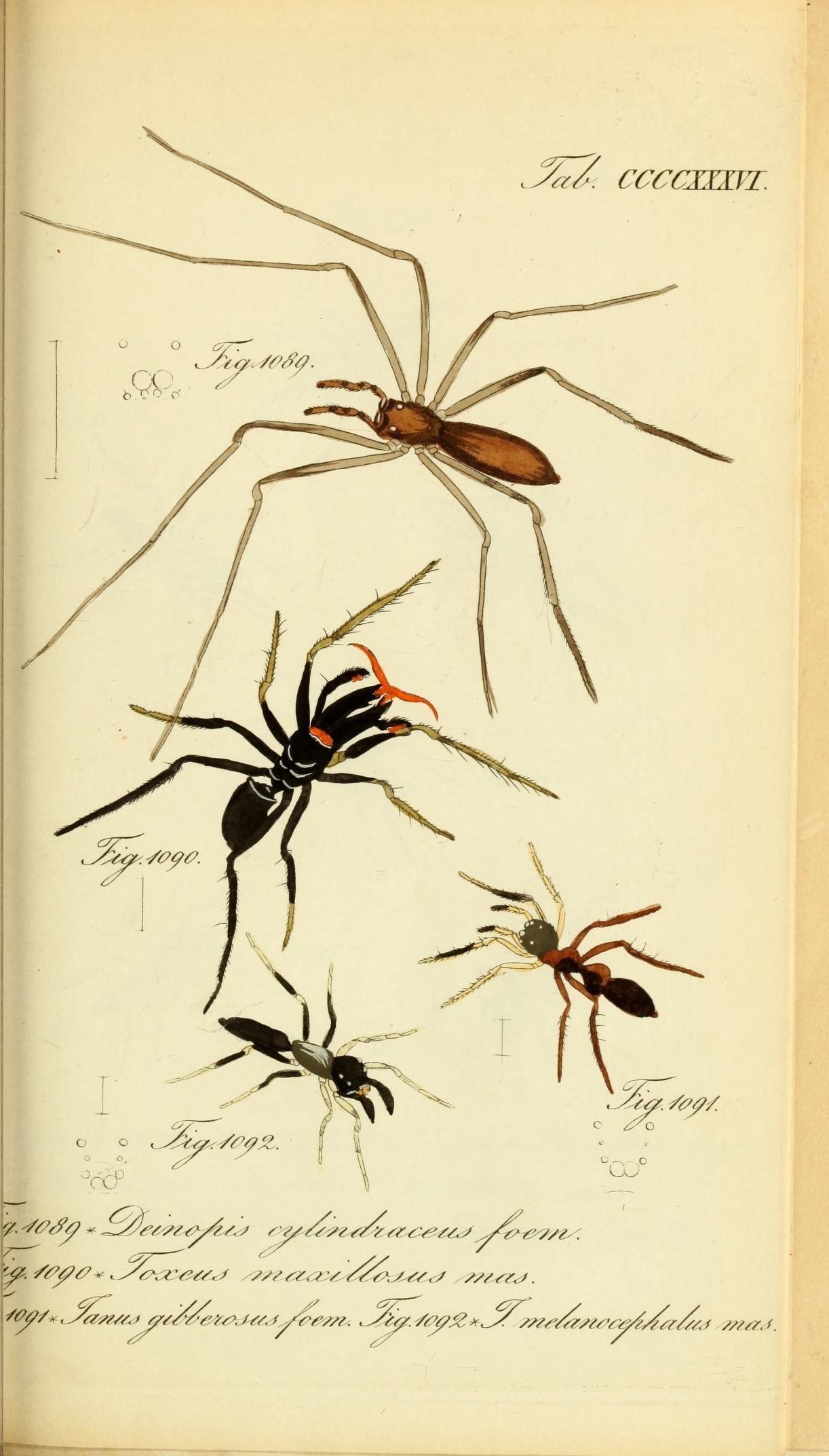 Die Arachniden (Plate CCCCXXXVI) (8569450572)