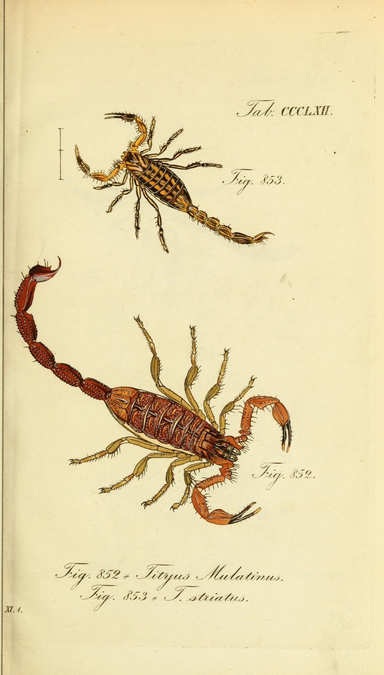 Die Arachniden (Plate CCCLXII) (8568317399)