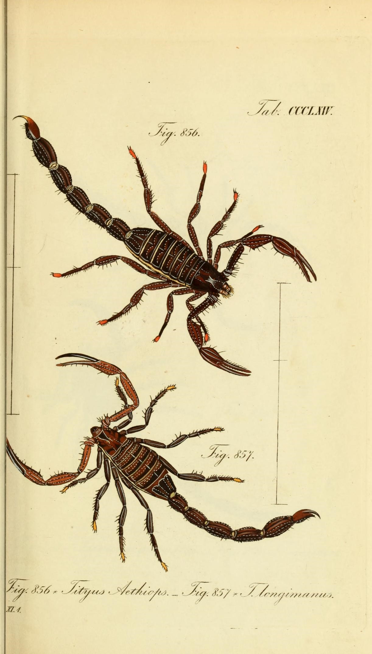 Die Arachniden (Plate CCCLXIV) (8569415824)