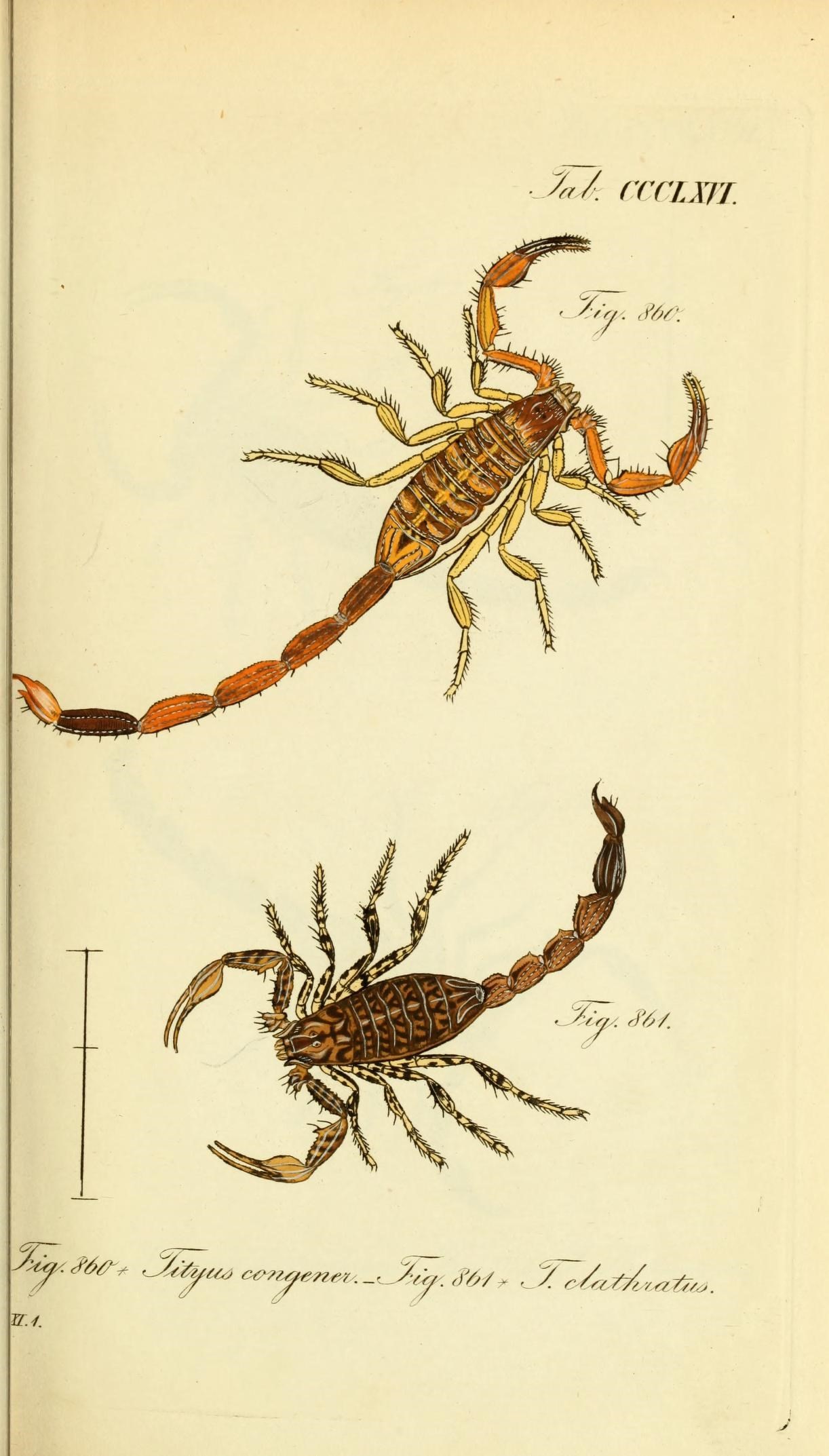 Die Arachniden (Plate CCCLXVI) (8569416908)