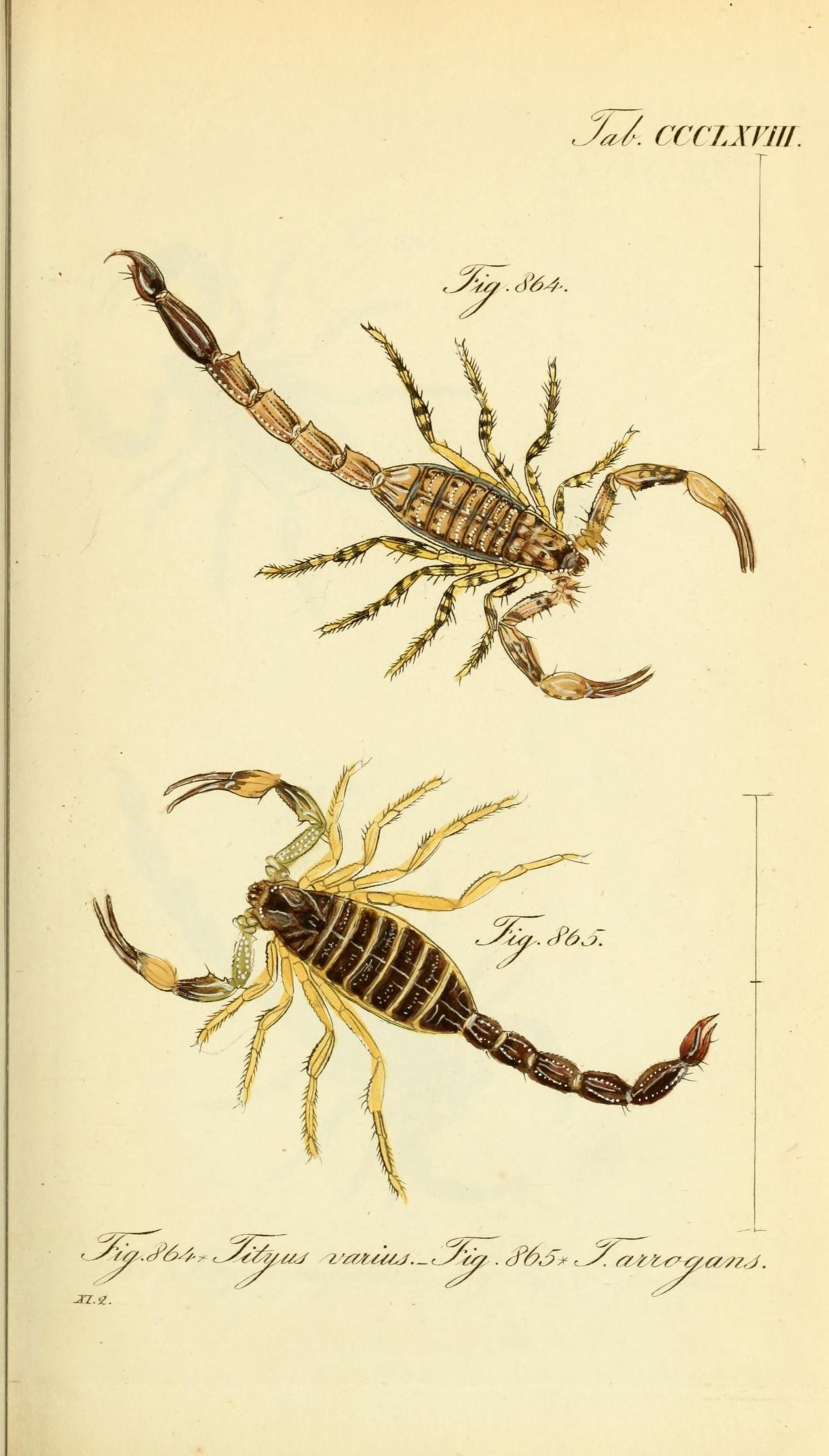 Die Arachniden (Plate CCCLXVIII) (8569417744)