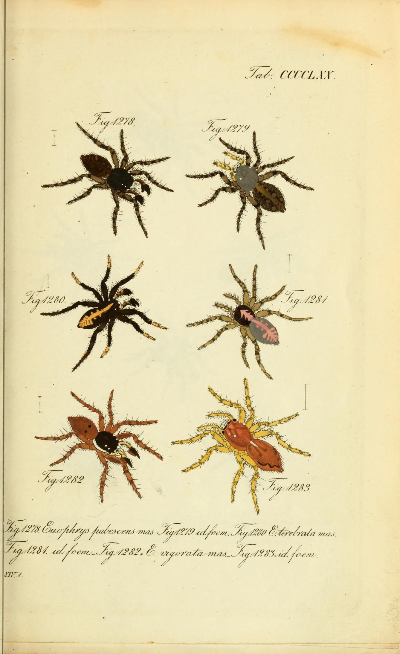 Die Arachniden (Plate CCCLXX) (8574397411)