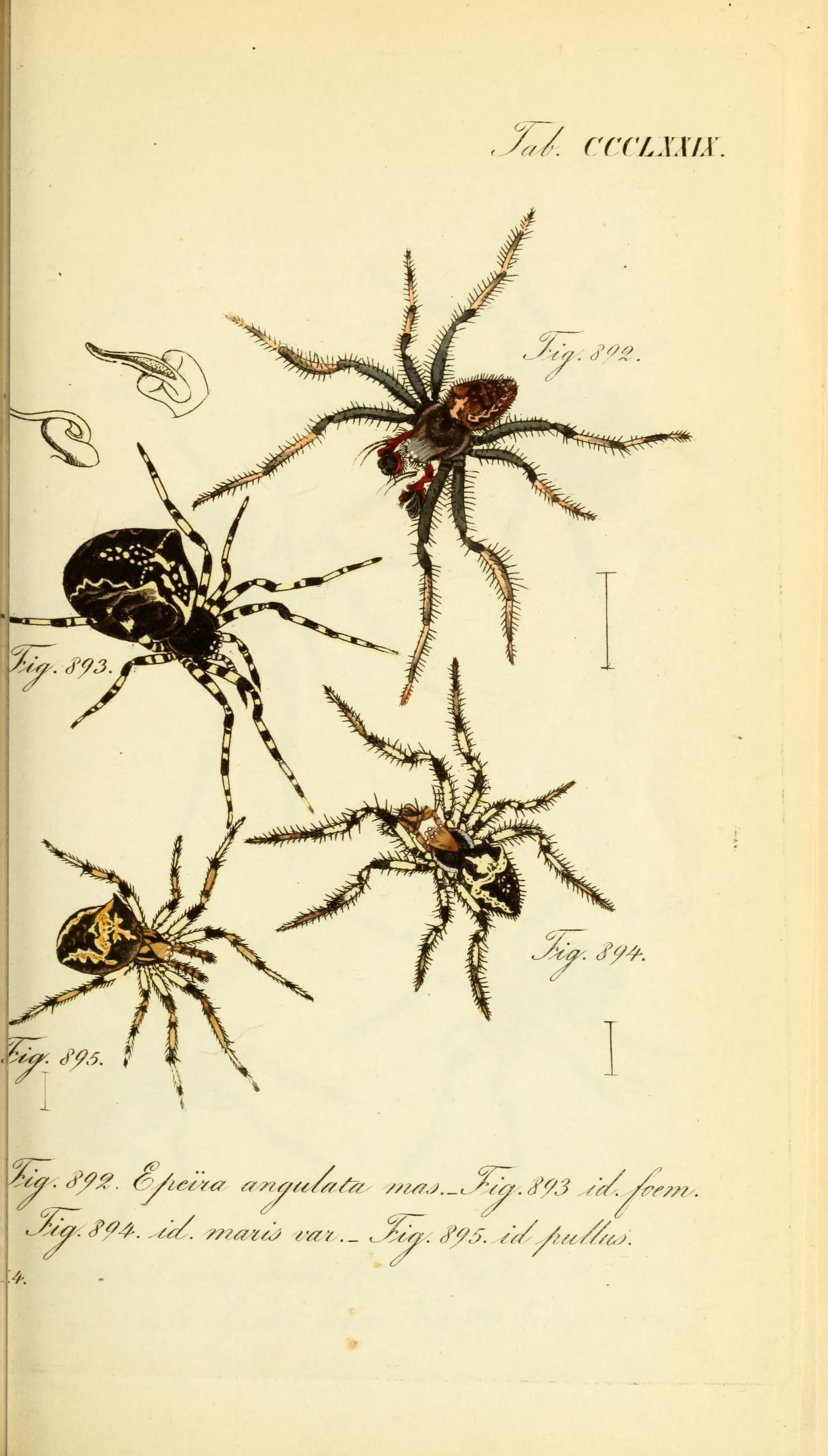 Die Arachniden (Plate CCCLXXIX) (8569422562)