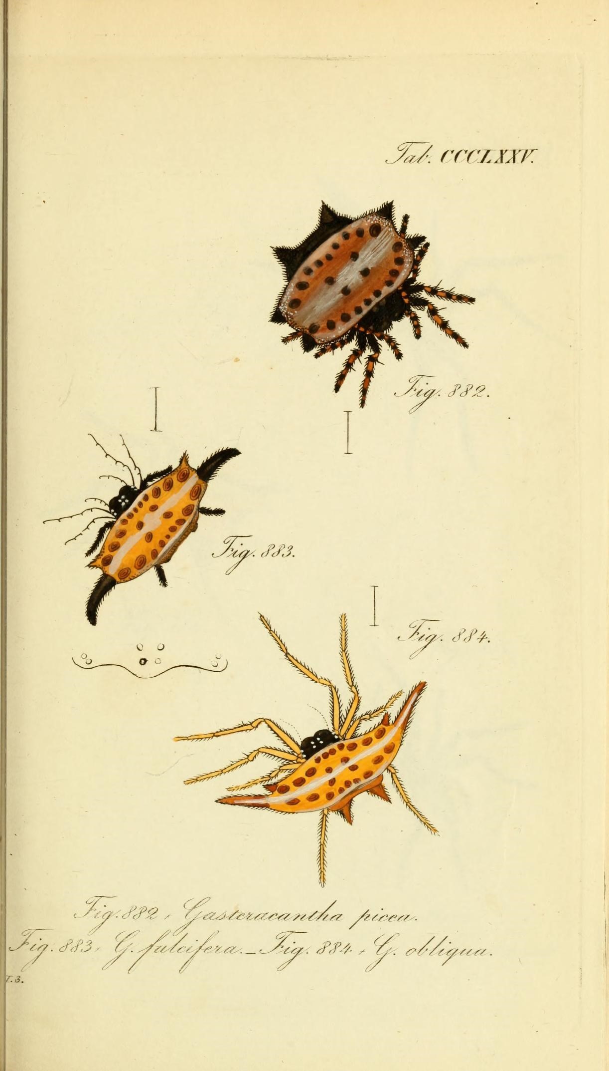 Die Arachniden (Plate CCCLXXV) (8568323069)