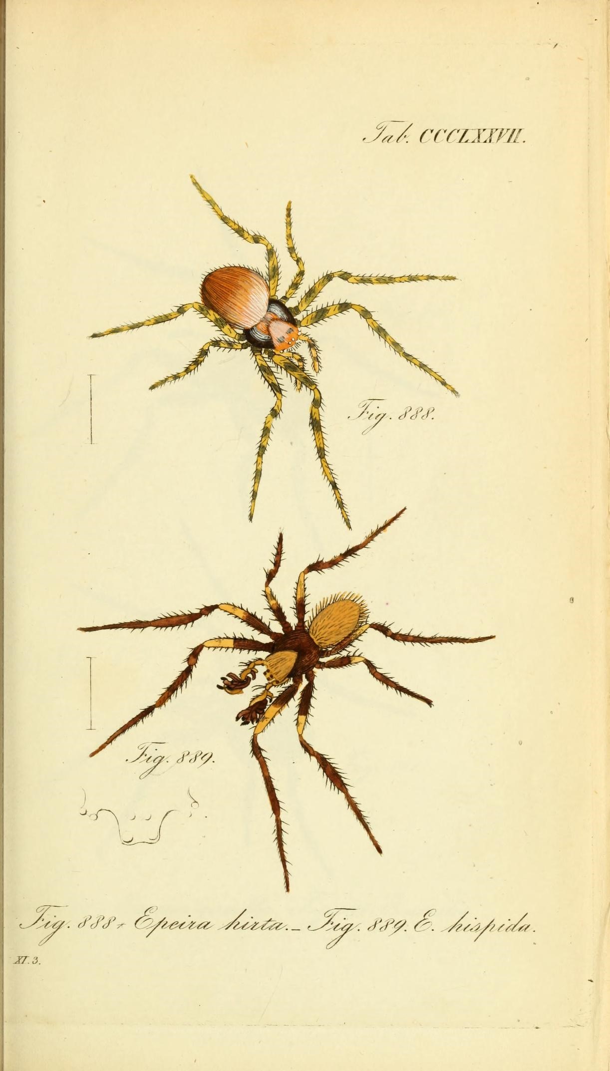 Die Arachniden (Plate CCCLXXVII) (8569421664)