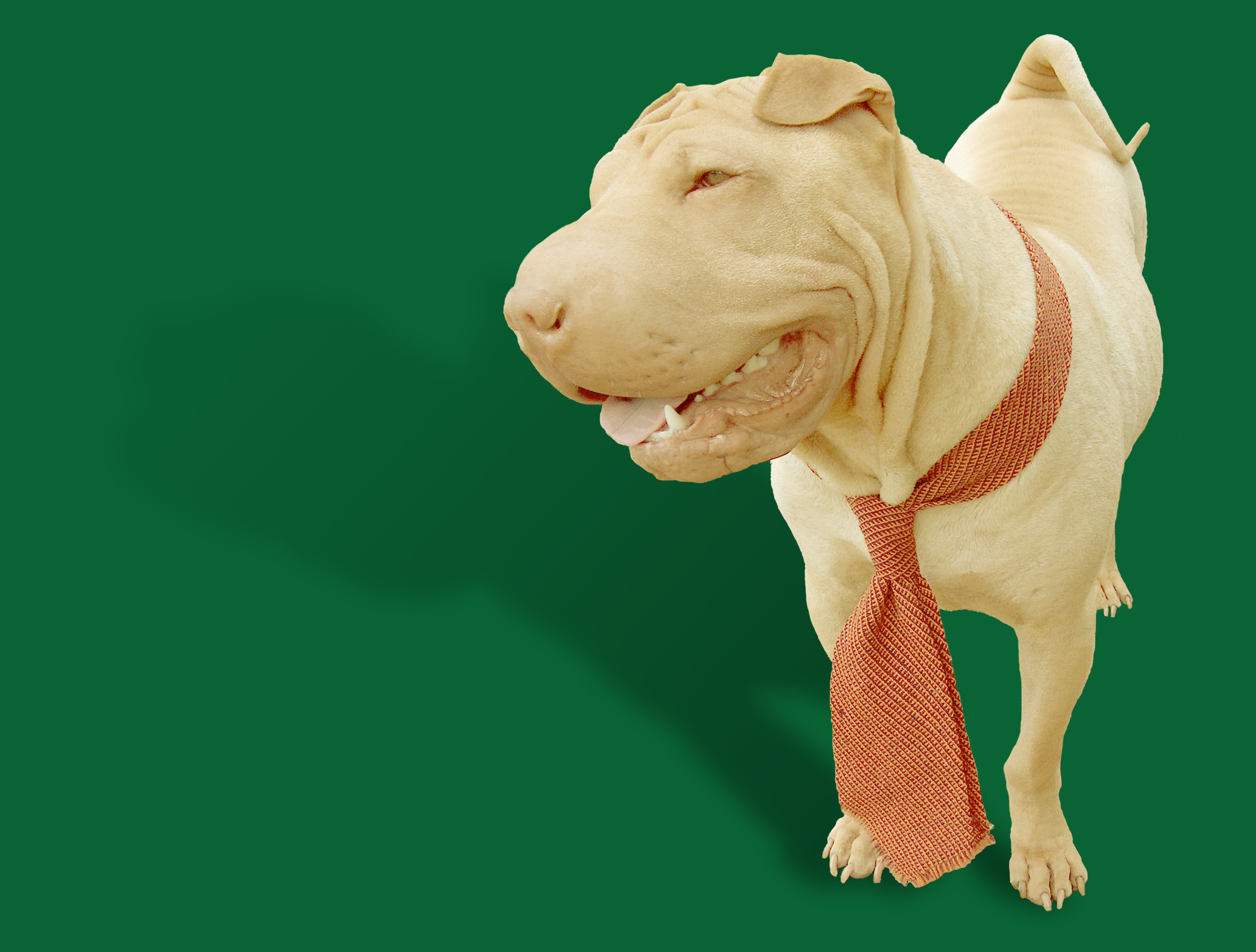 Dilute Chinese Shar Pei