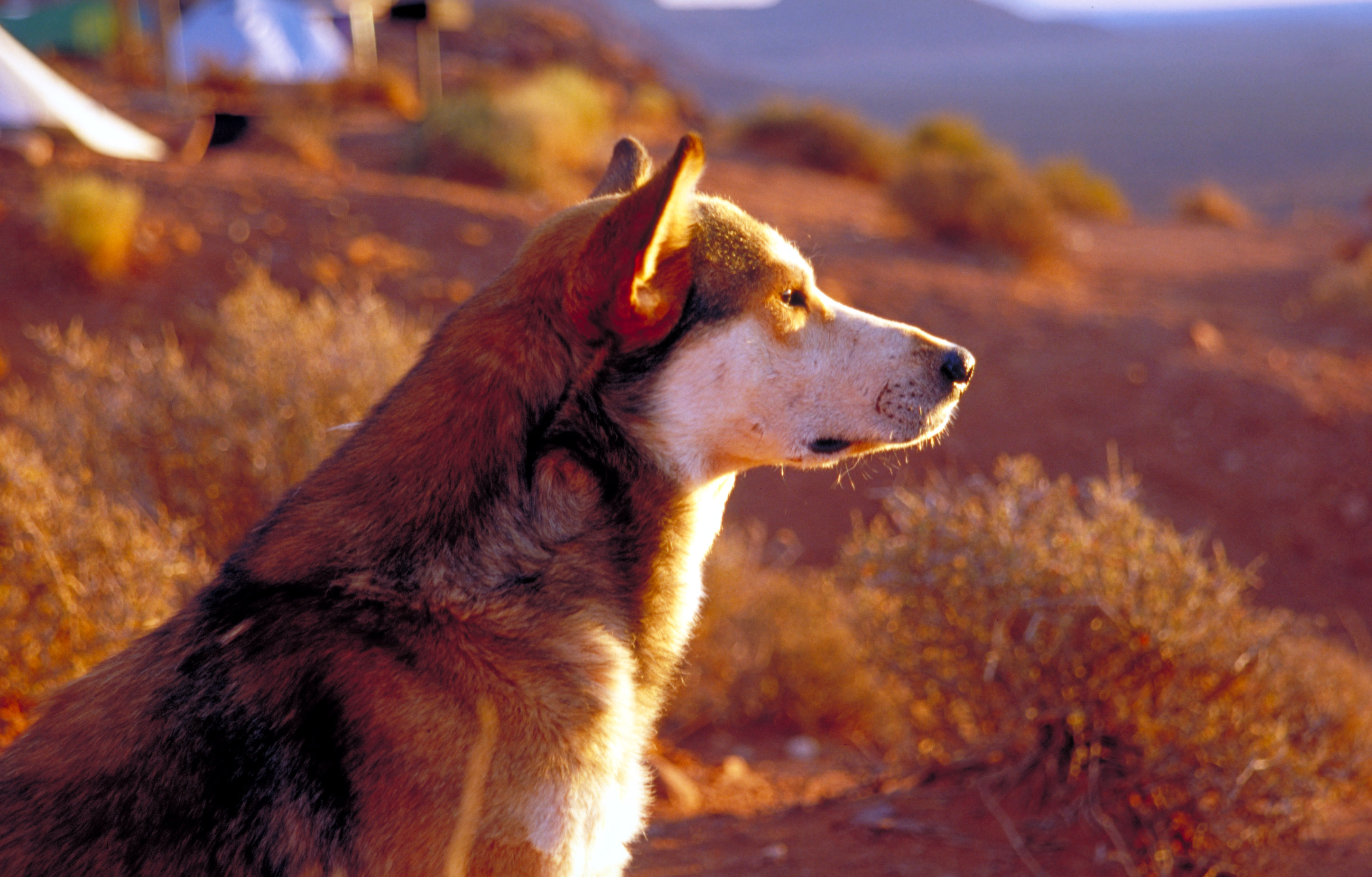Dog watching Sunset in Monument Valley