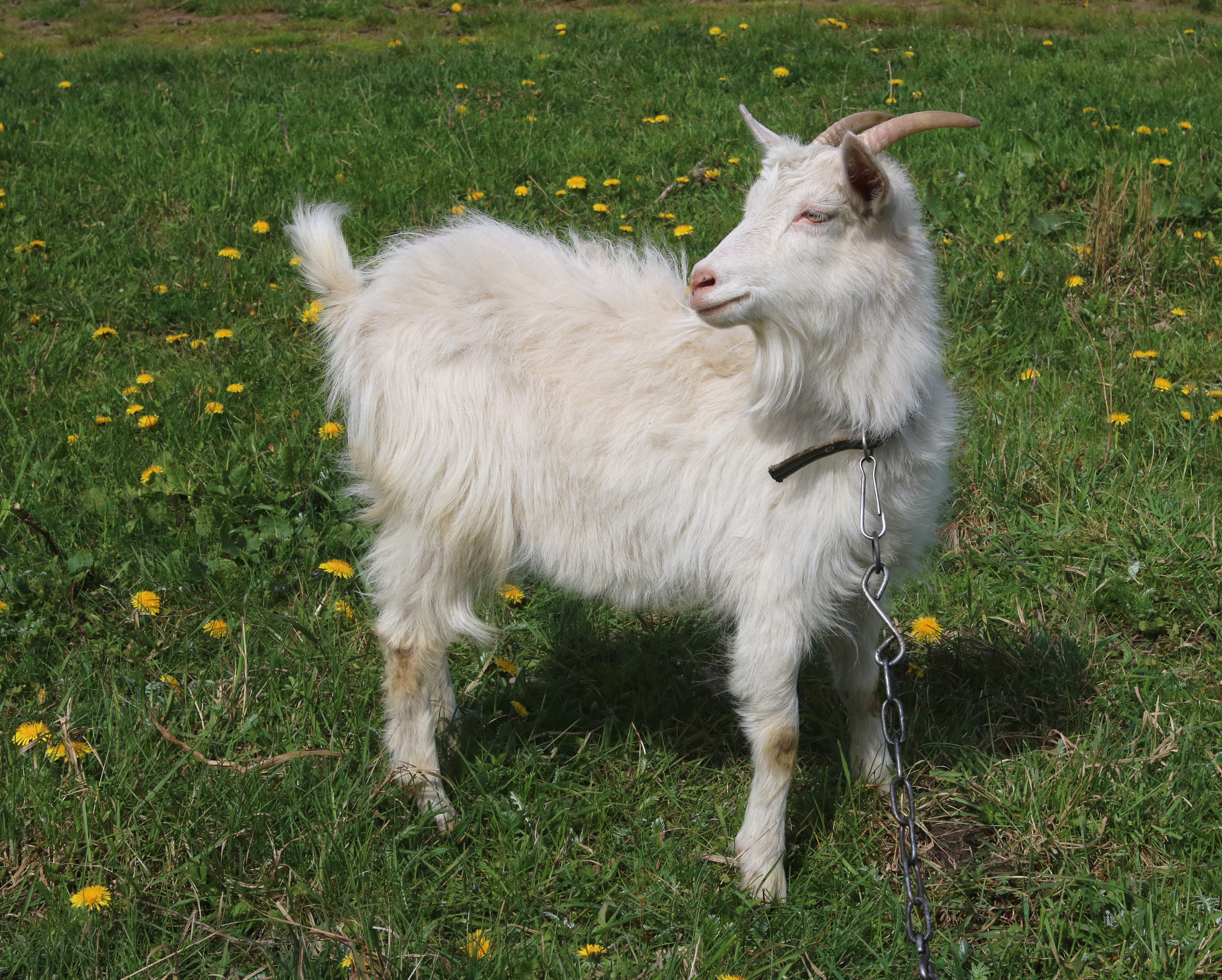 Domestic goat 2017 G2