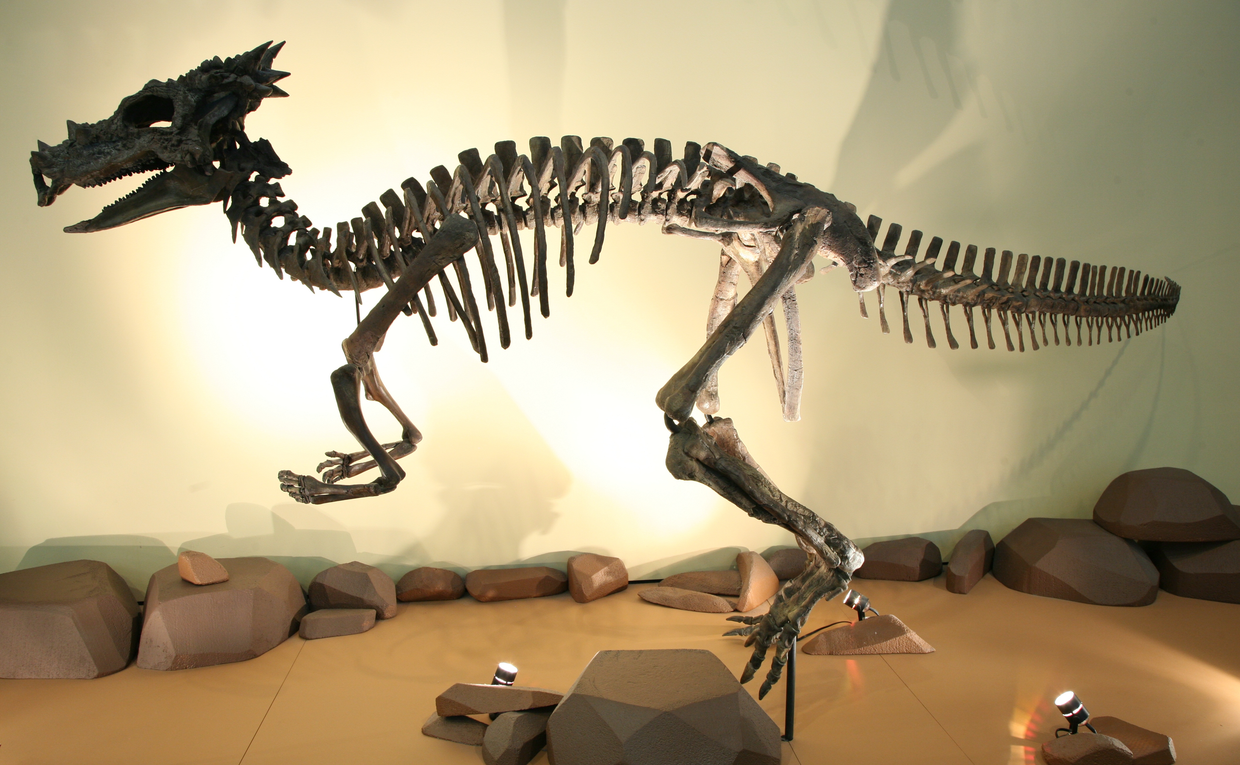 Dracorex 3