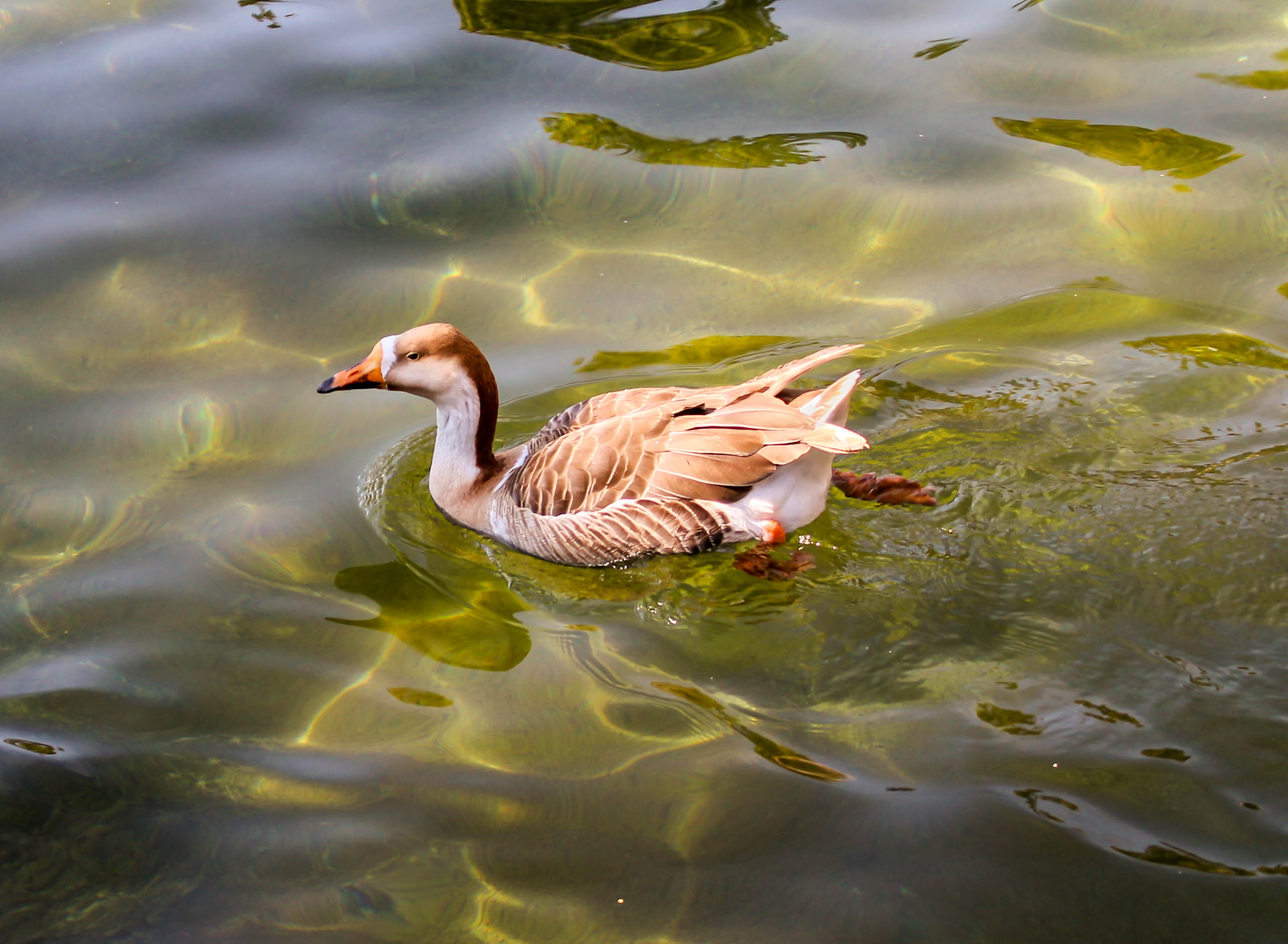 Duck in Musoorie lake