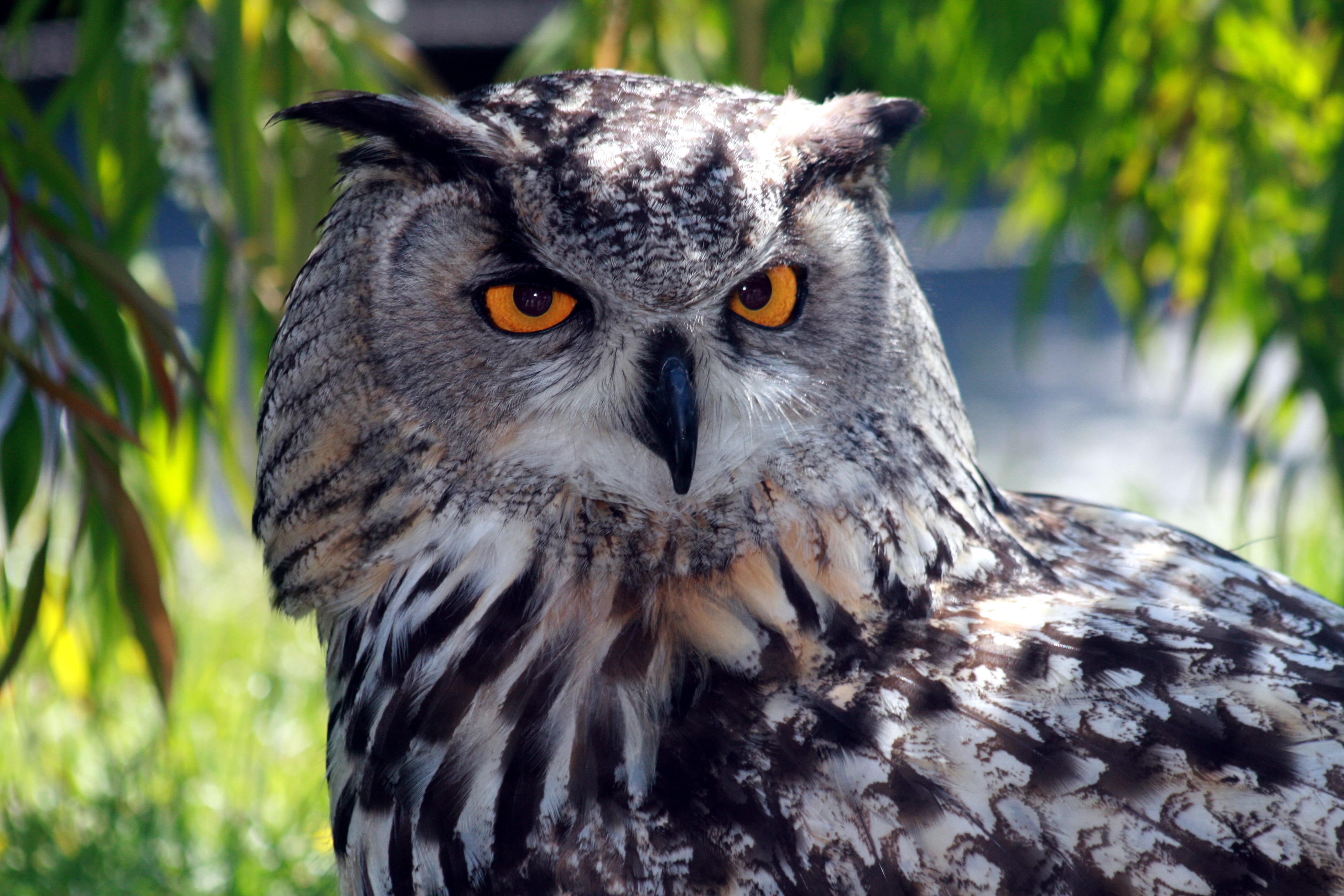 Eagle Owl IMG 9203