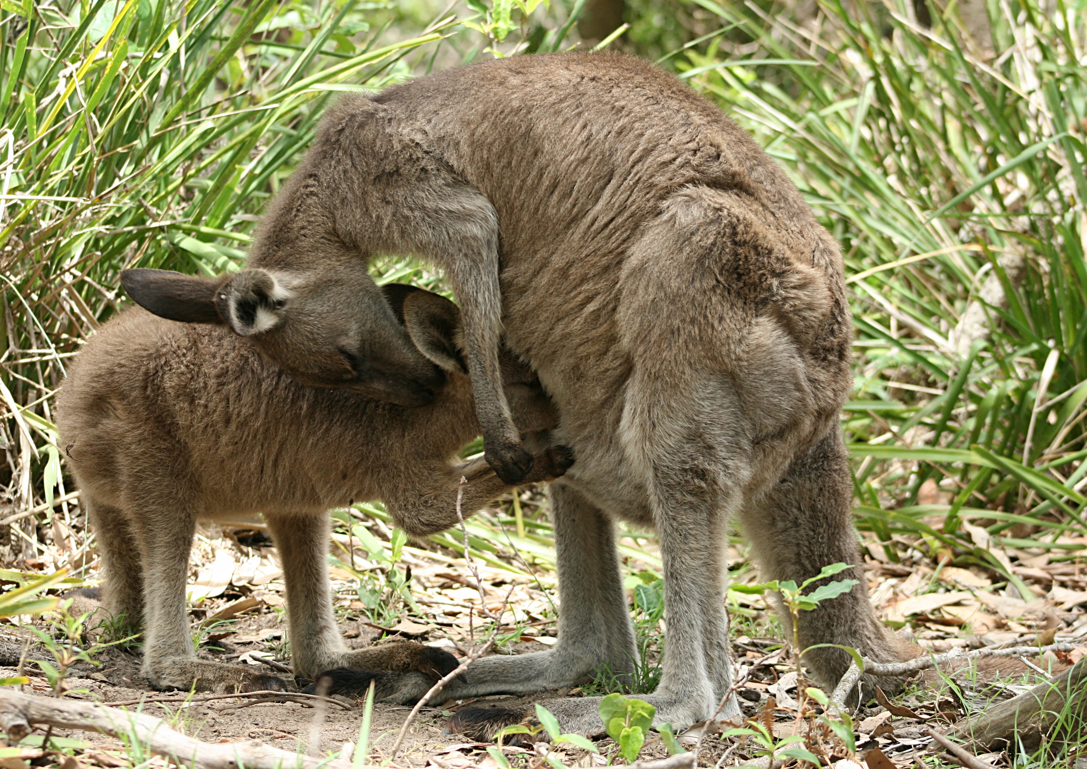 Eastern Grey Kangaroo Feeding