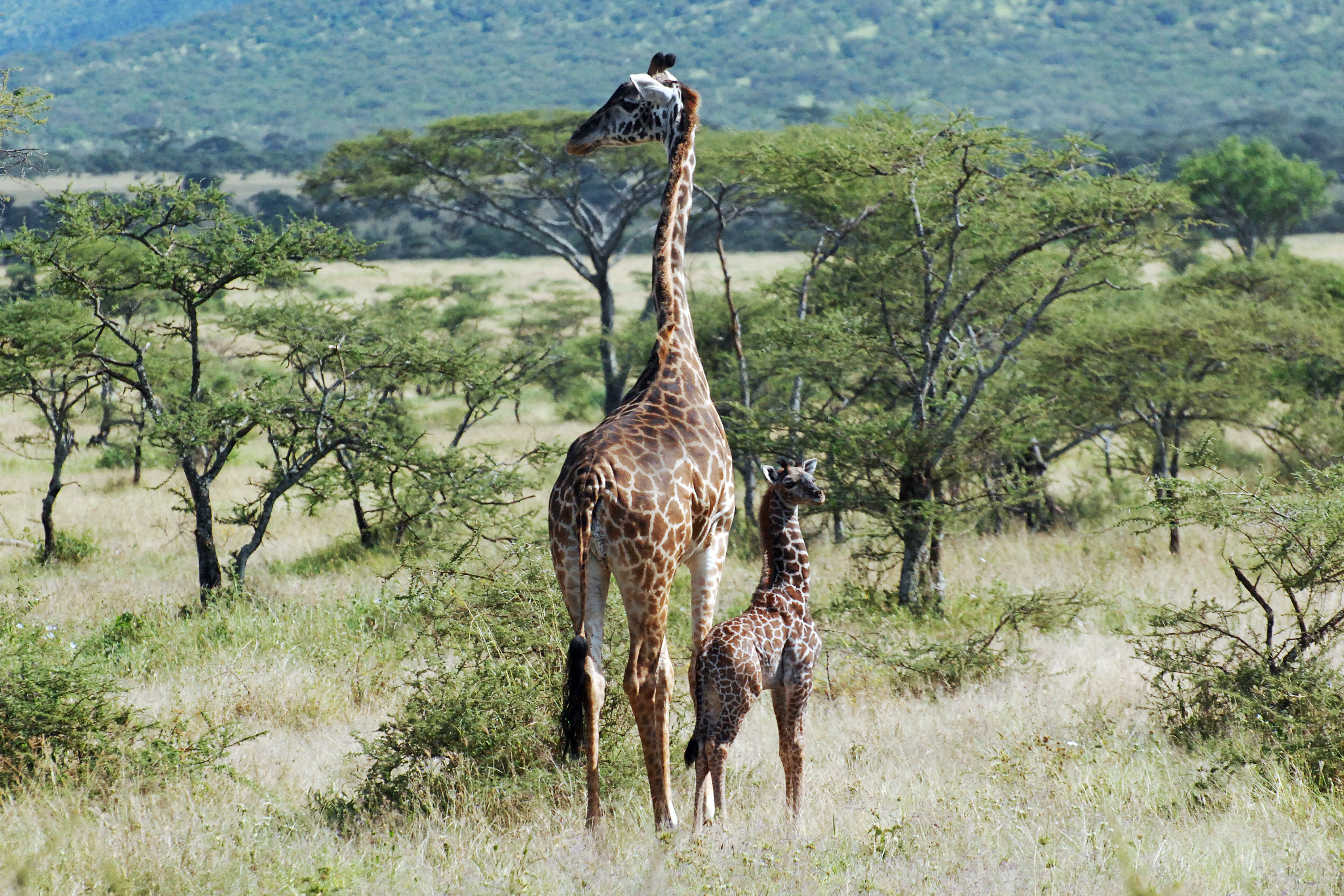 Eastern Serengeti 2012 06 01 3295 (7522729126)