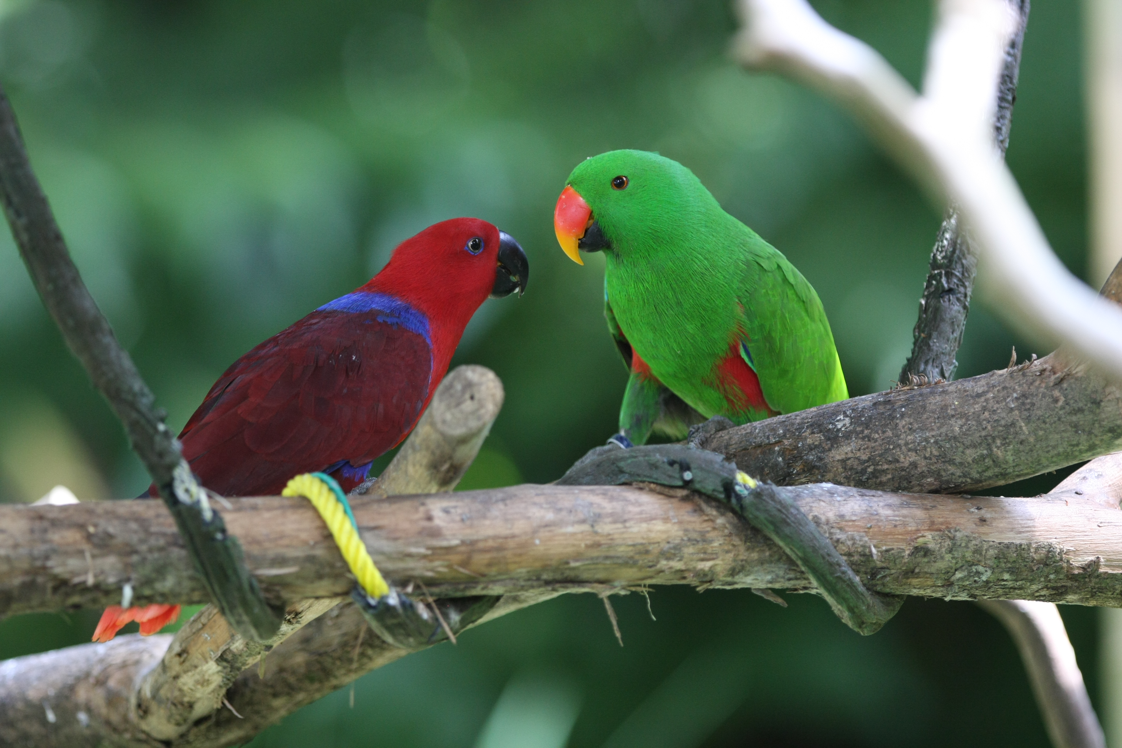 Eclectus Parrot (Eclectus roratus) -pair