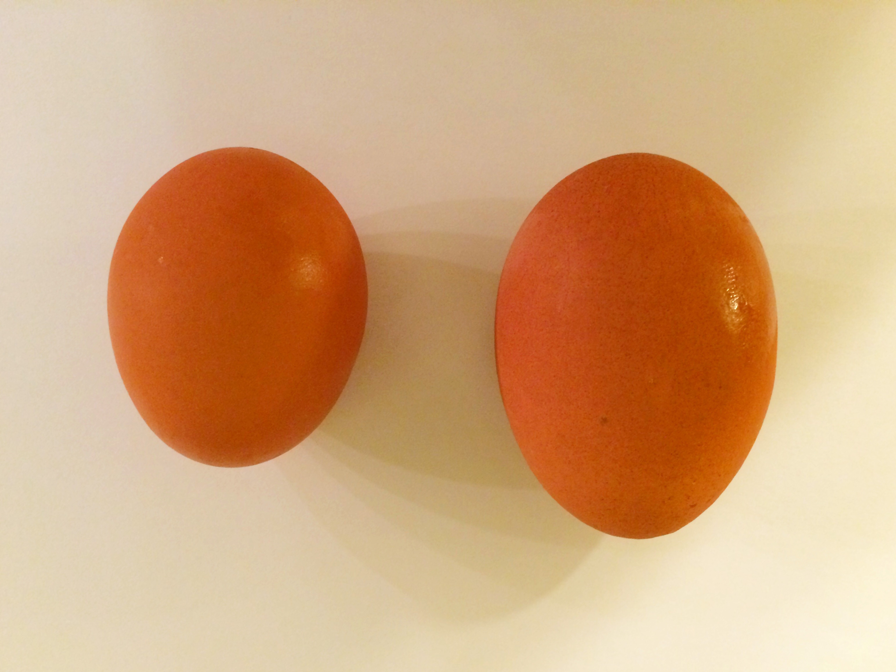 Egg and maxi egg 1