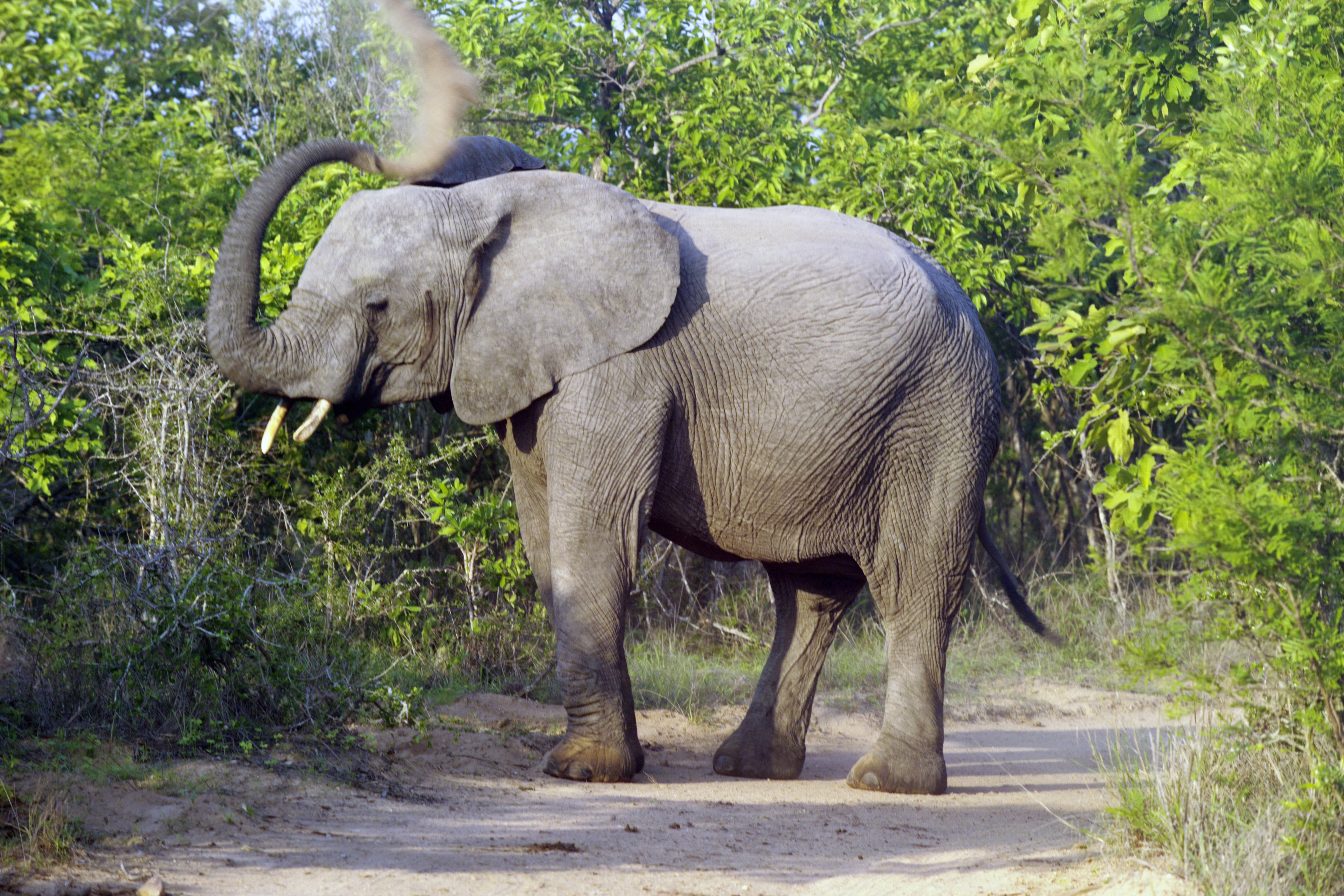 Elephant (Loxodonta Africana) 02