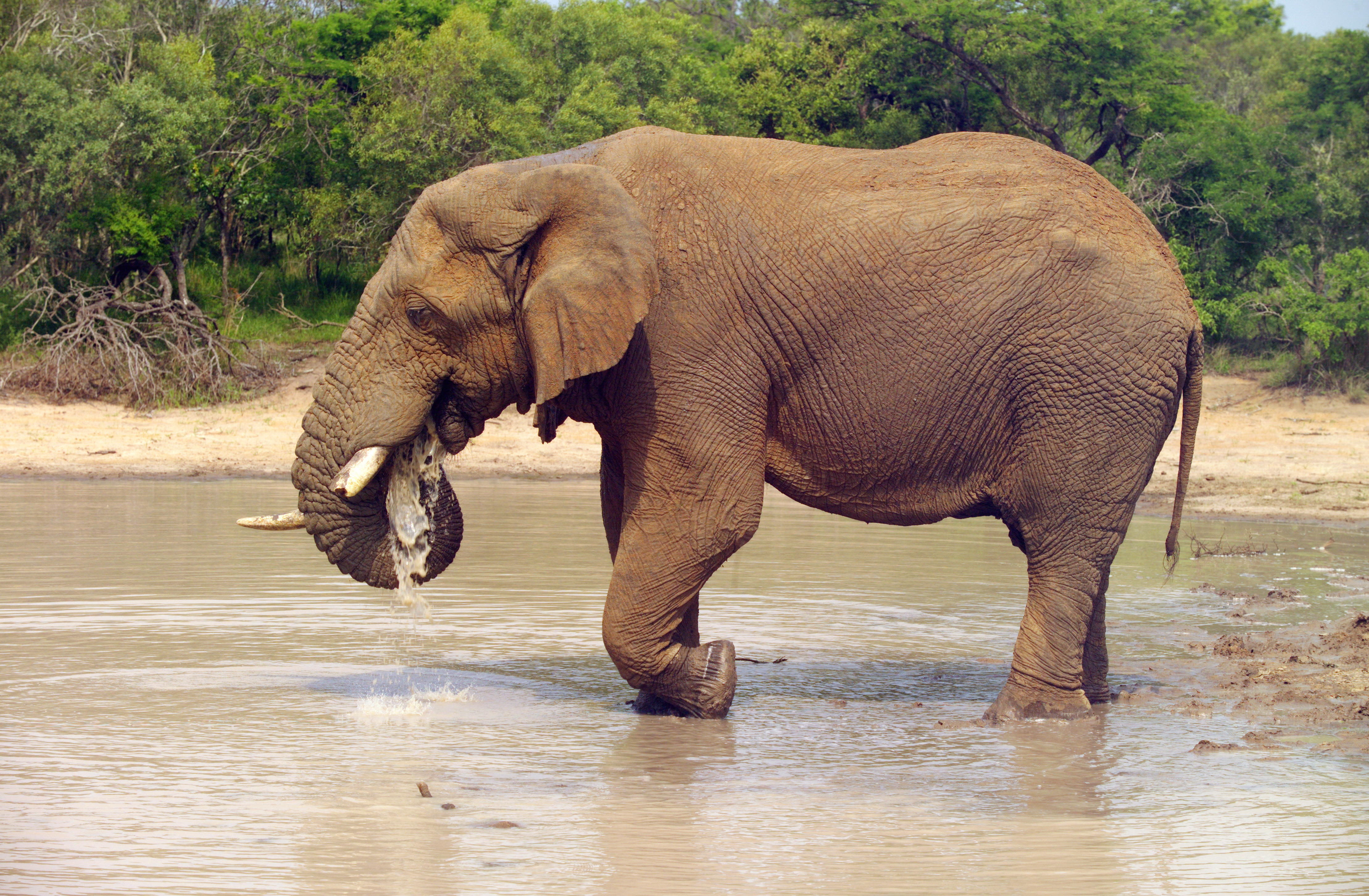 Elephant (Loxodonta Africana) 05