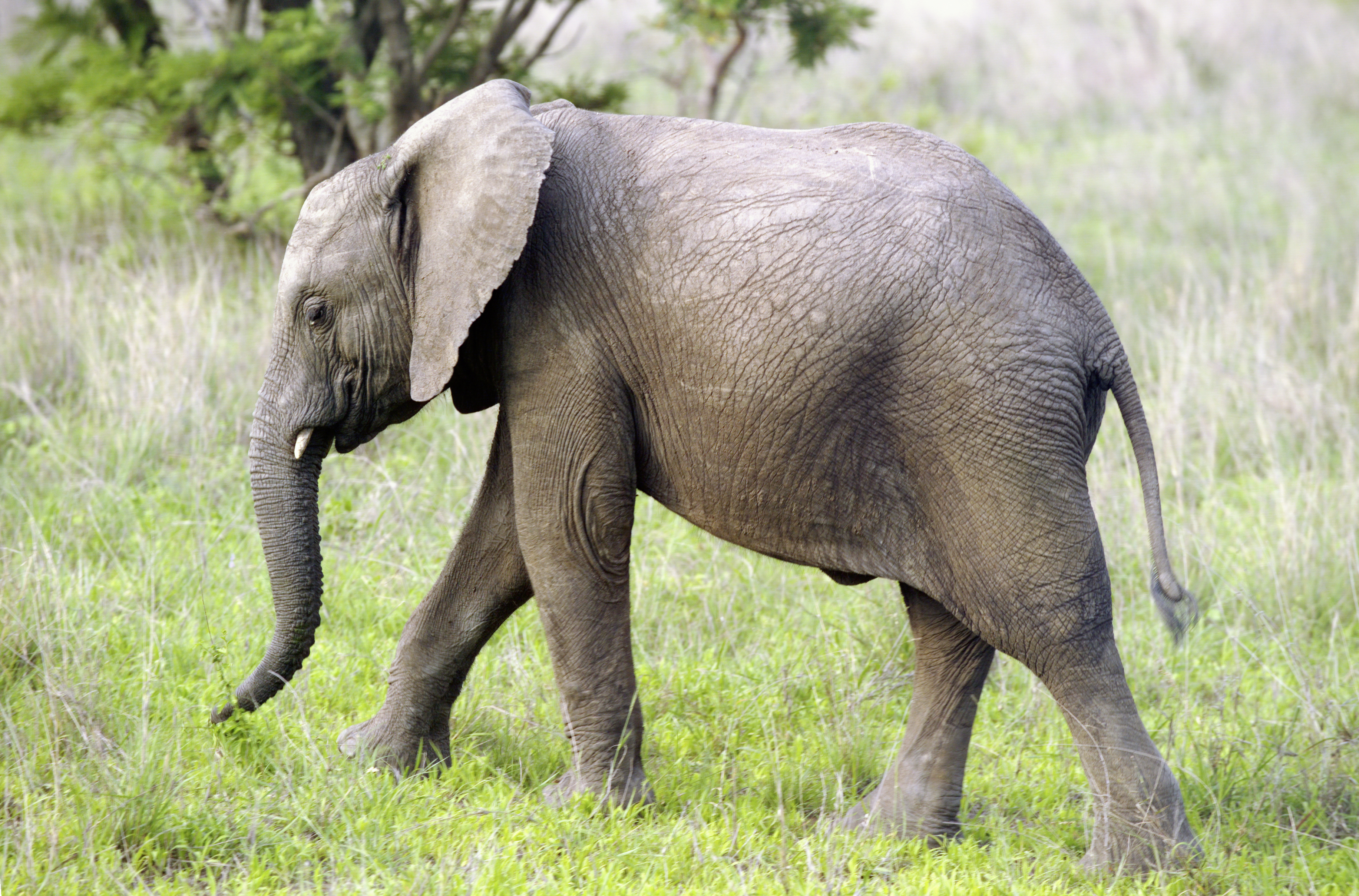 Elephant (Loxodonta Africana) 08