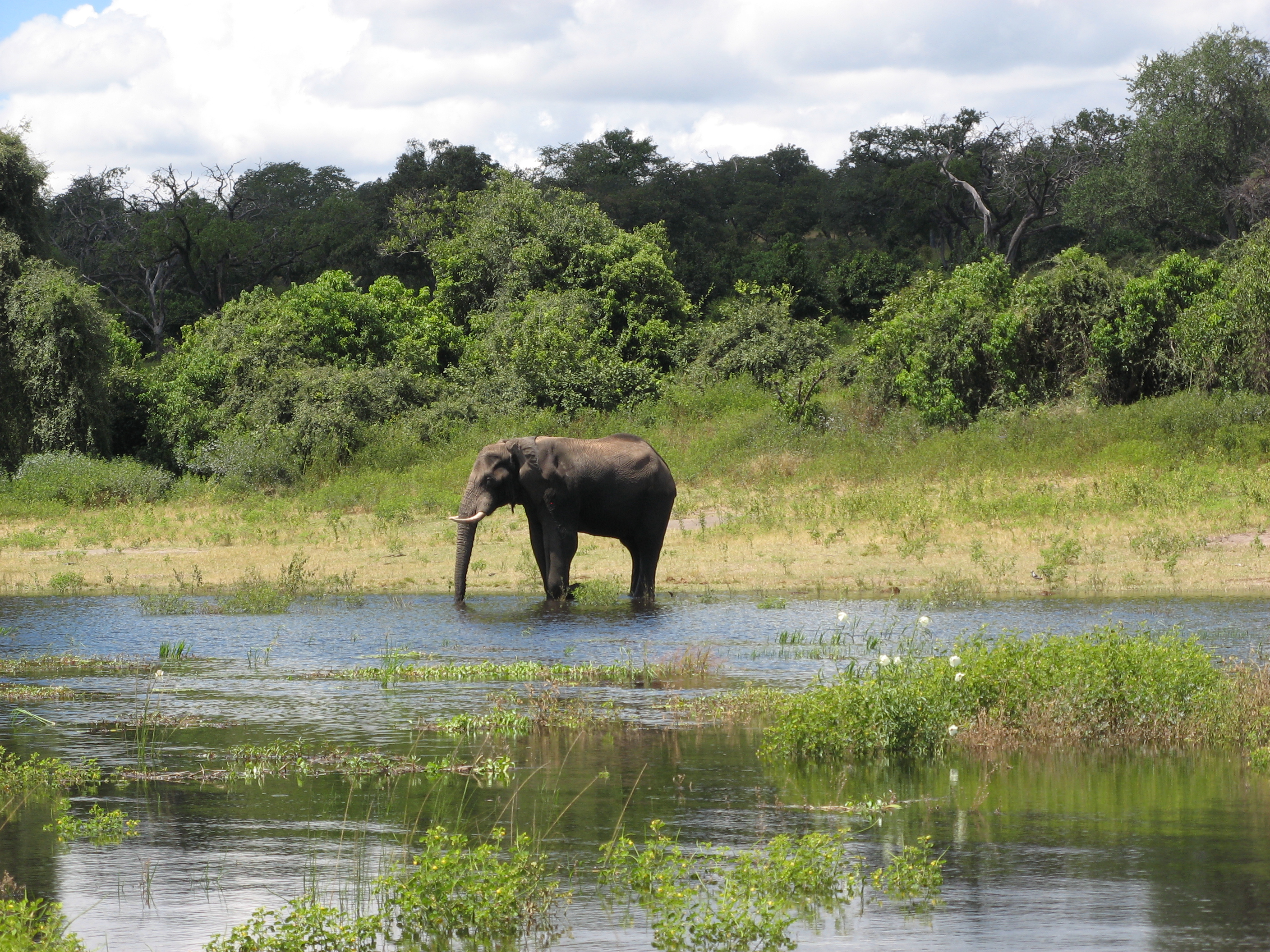 Elephant in Chobe national park, Botswana