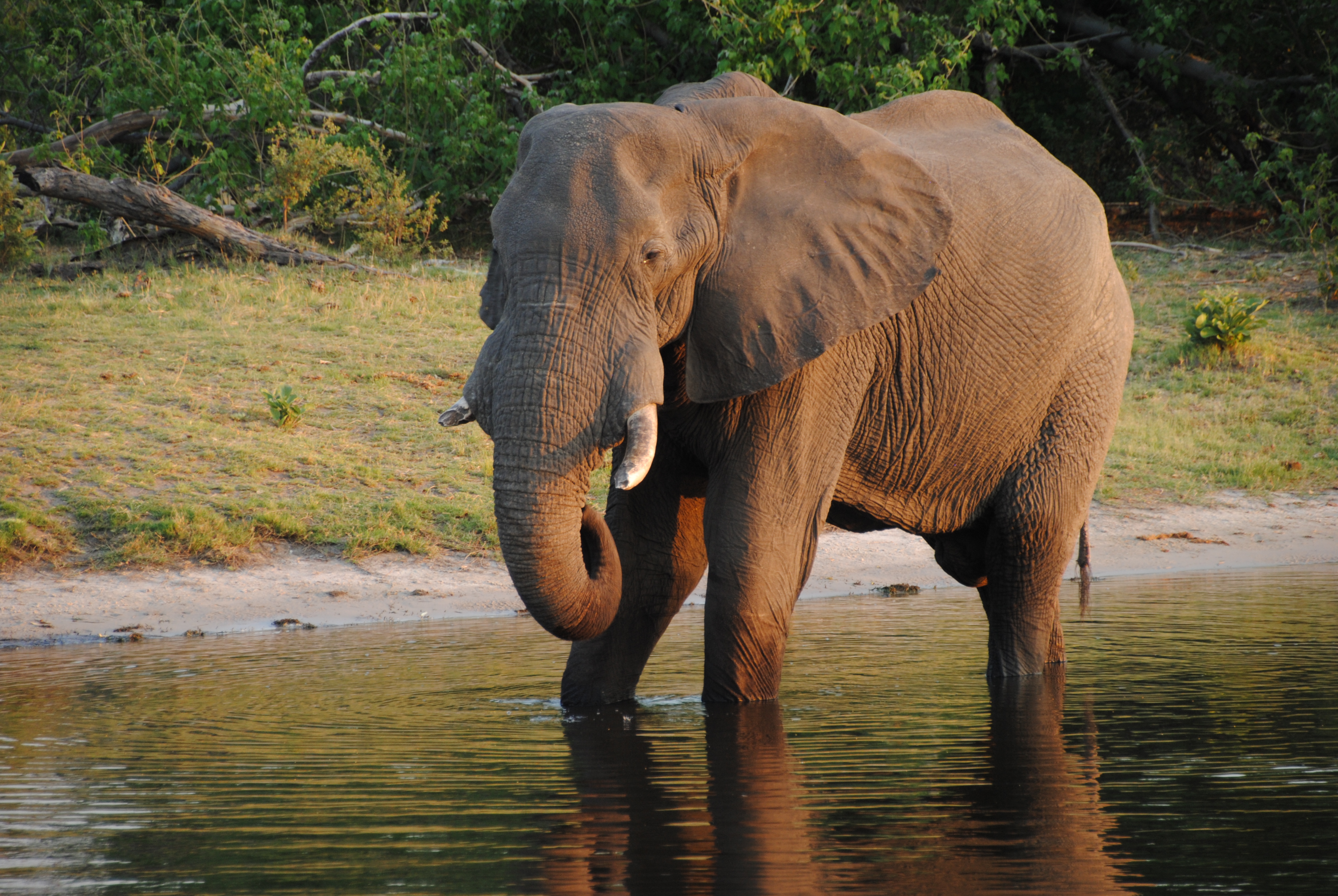 Elephant in Savuti - Botswana - panoramio (1)