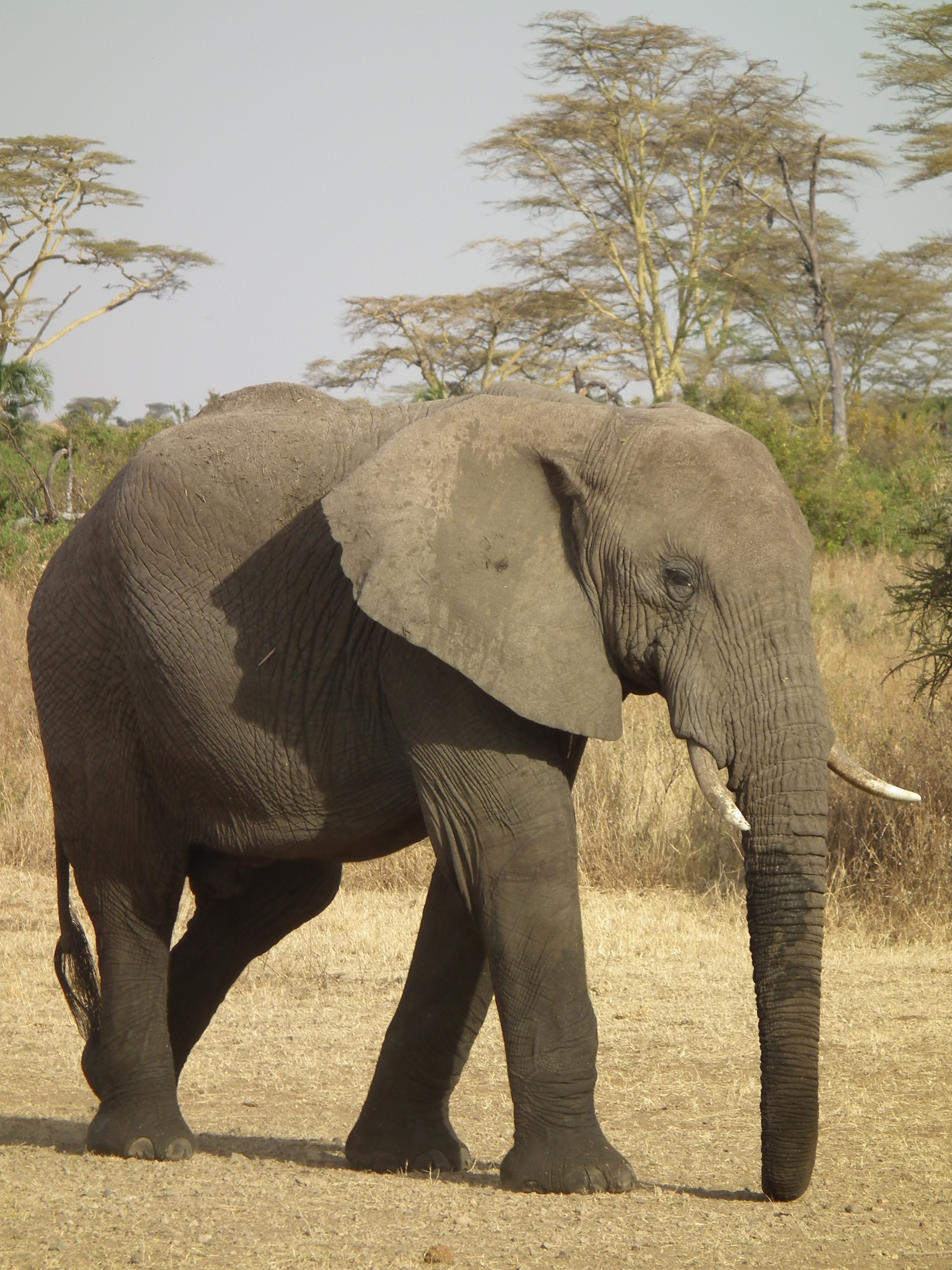 Elephant in Tanzania 3306 Nevit