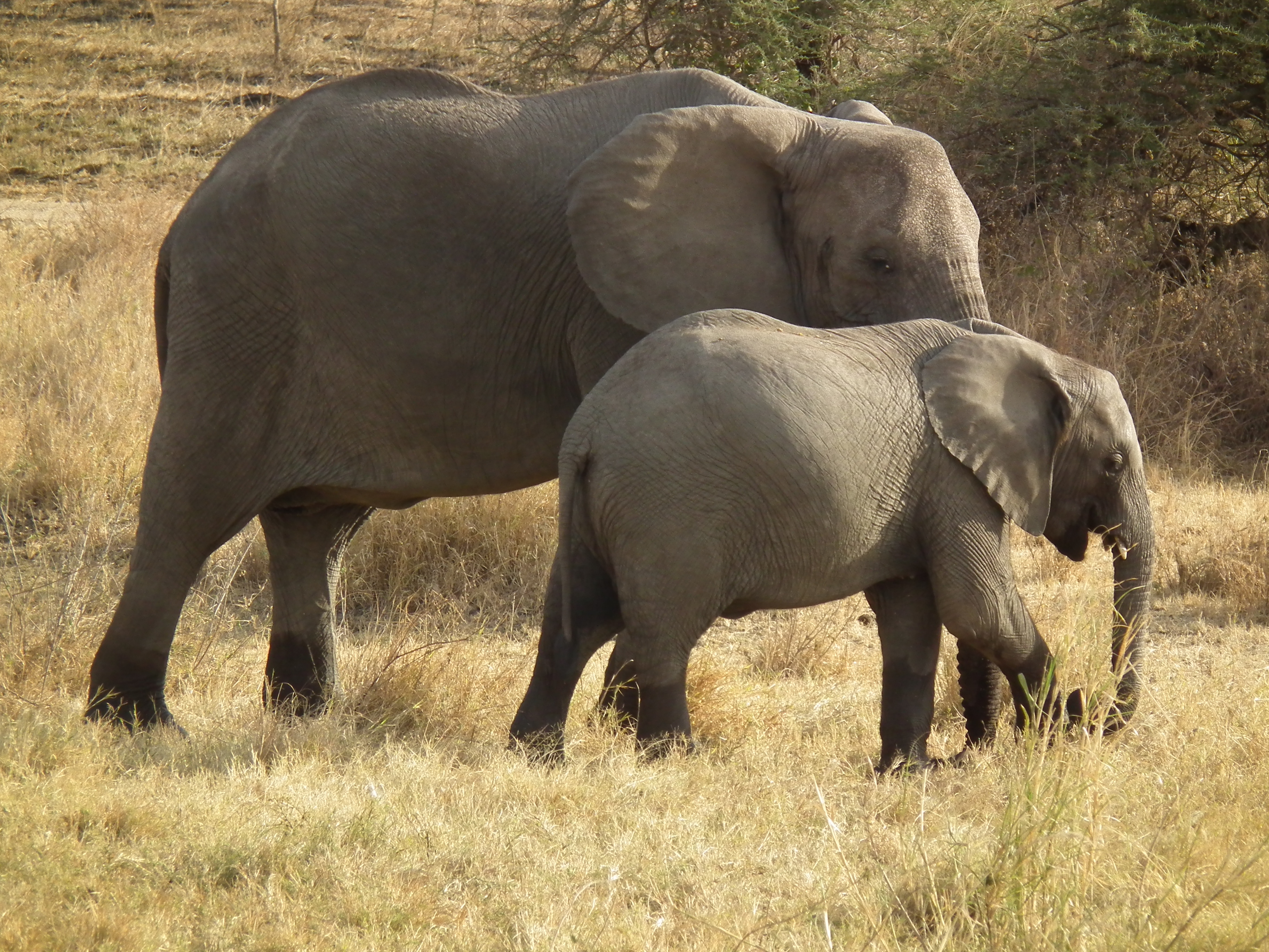 Elephant in Tanzania 3343 Nevit