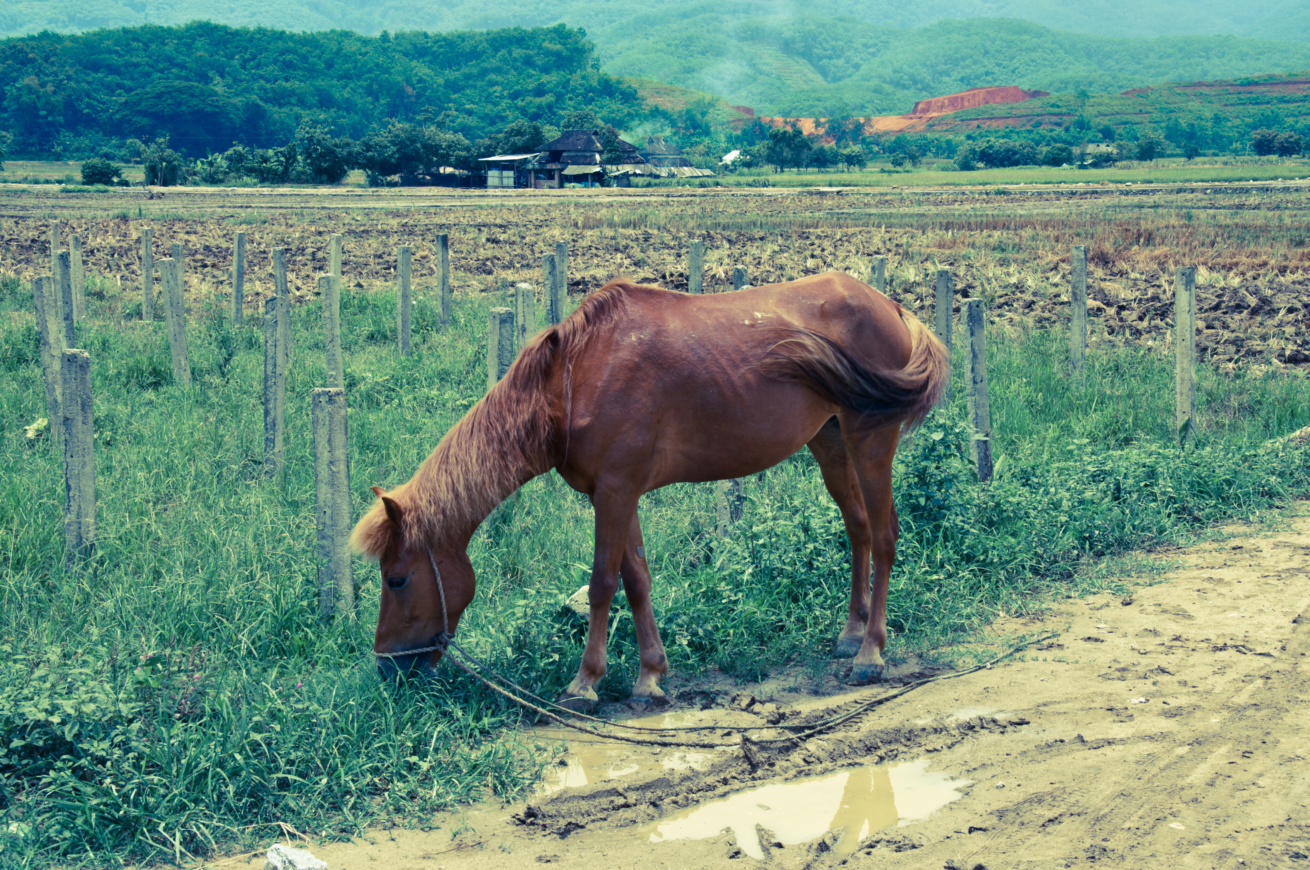 Emaciated Horse Jinghong, Yunnan, China