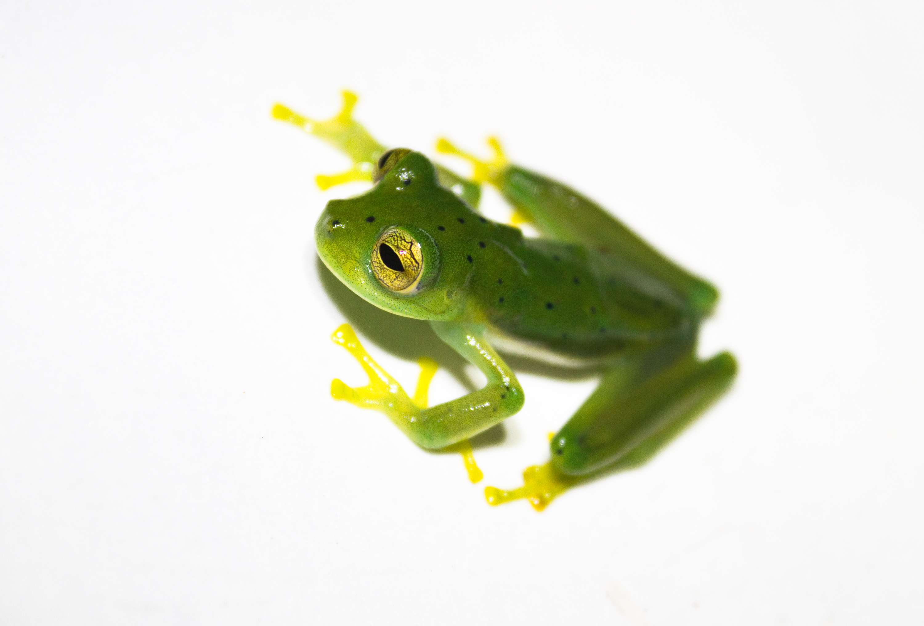 Emerald Glass Frog (Centrolene prosoblepon) lightbox