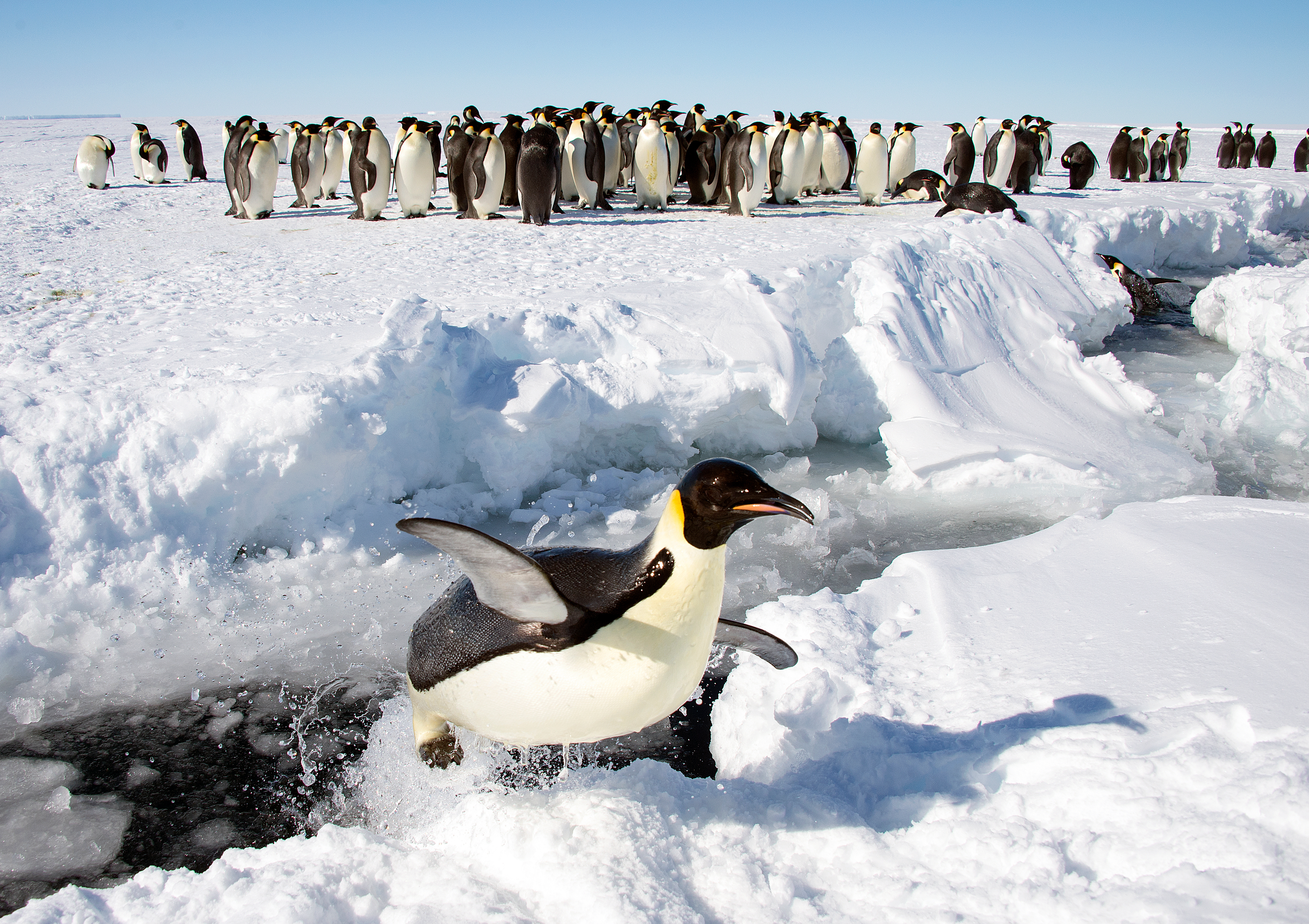 Emperor Penguins, Gould Bay, Antarctica (16437100992)